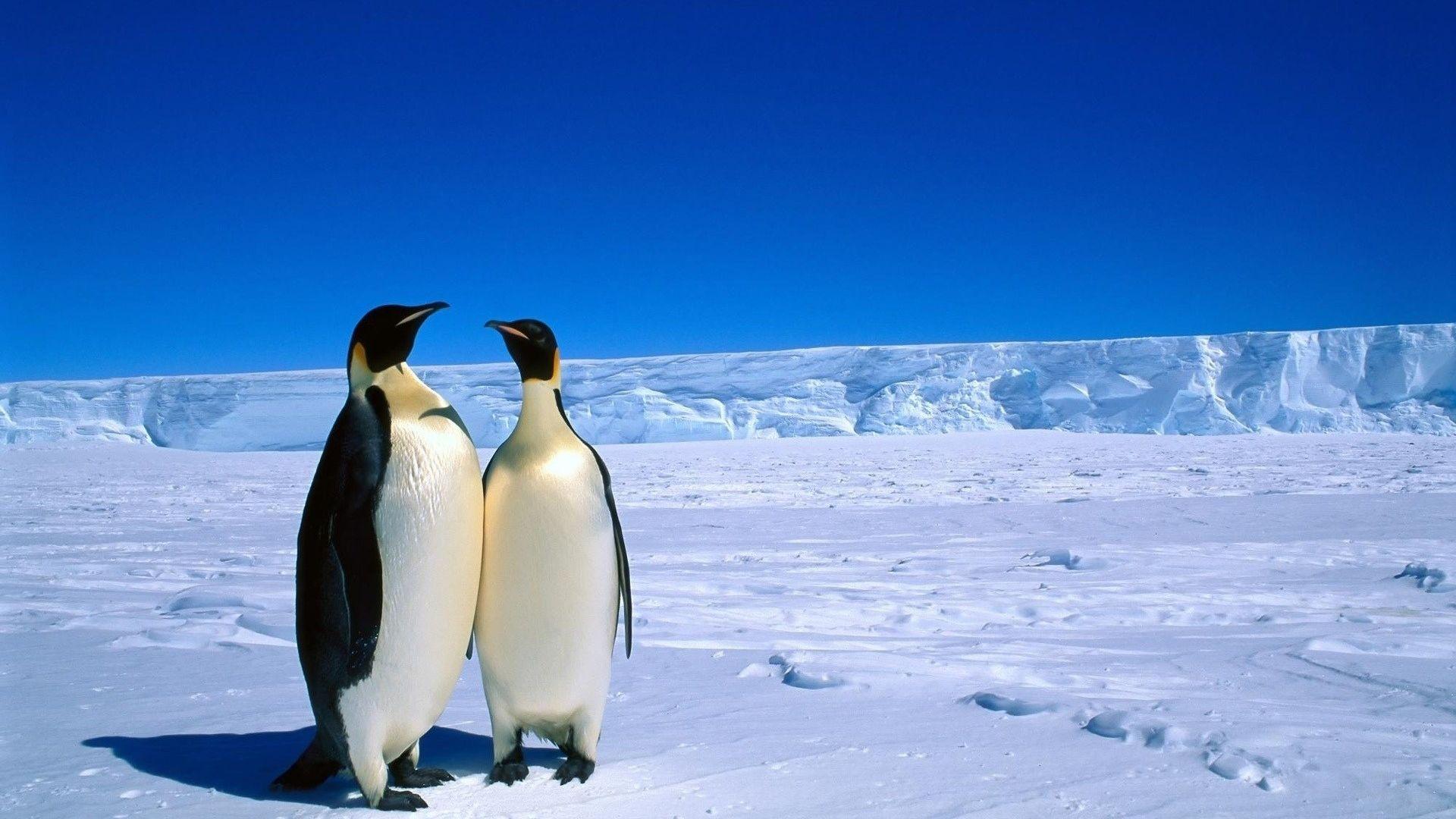 Penguins Love HD Wallpaper