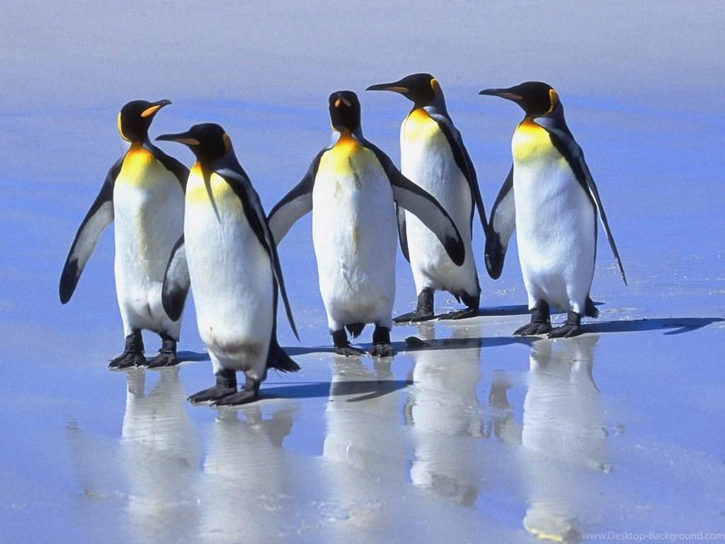 Penguins Wallpaper, HD Wallpaper, Image, Picture, Pics Desktop