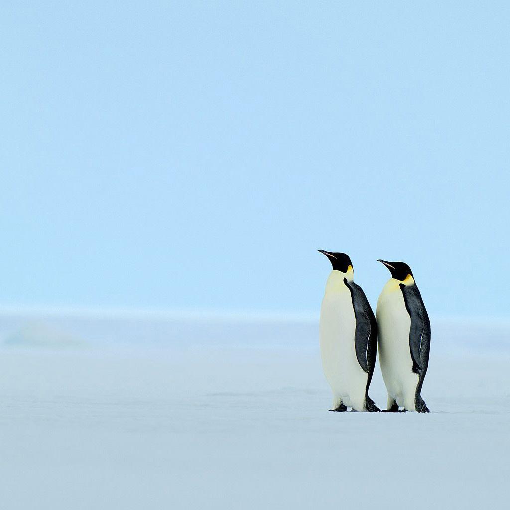 Penguins. iPad Wallpaper free iPad wallpaper & background