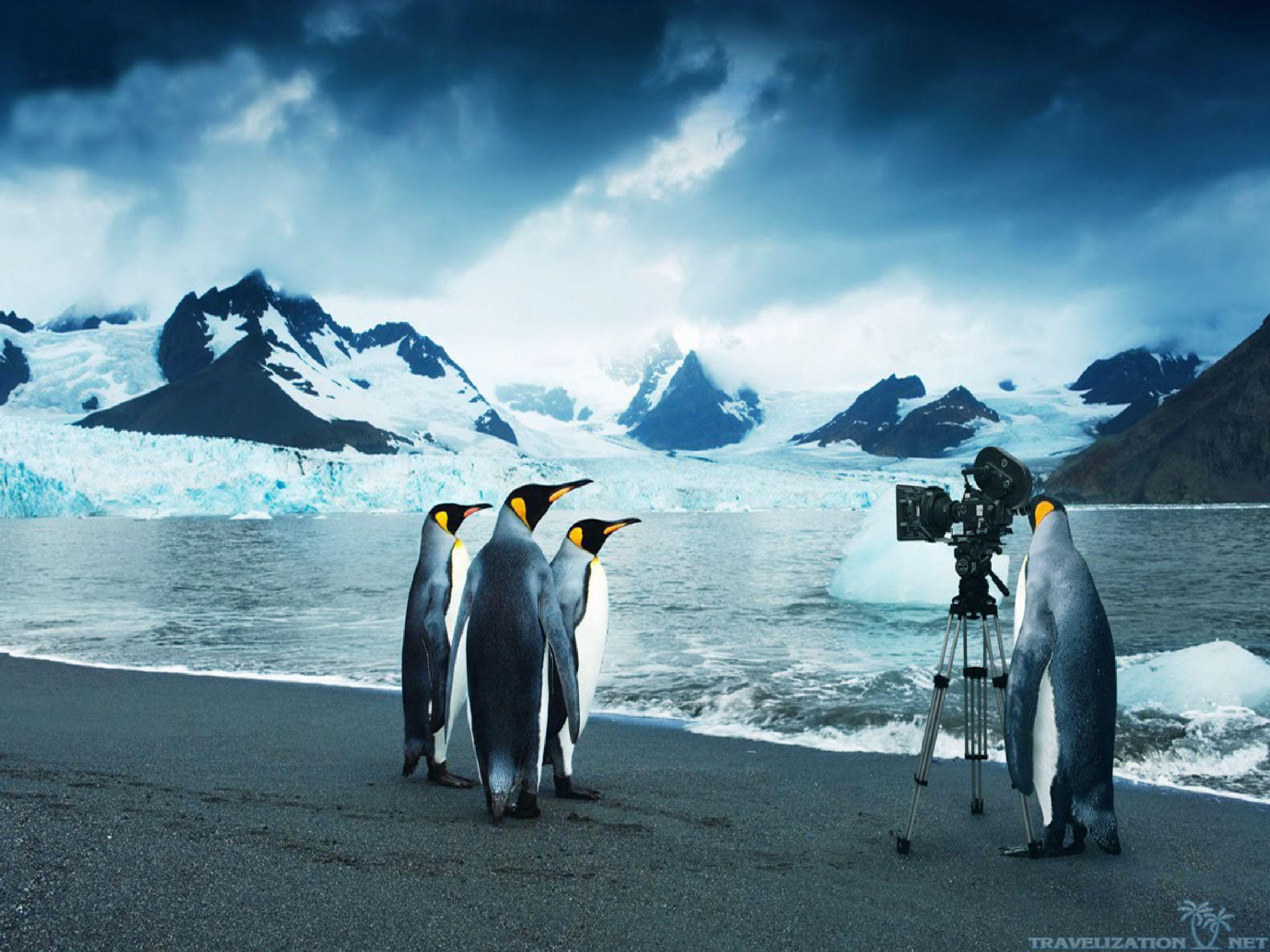 Penguins Desktop Wallpaper