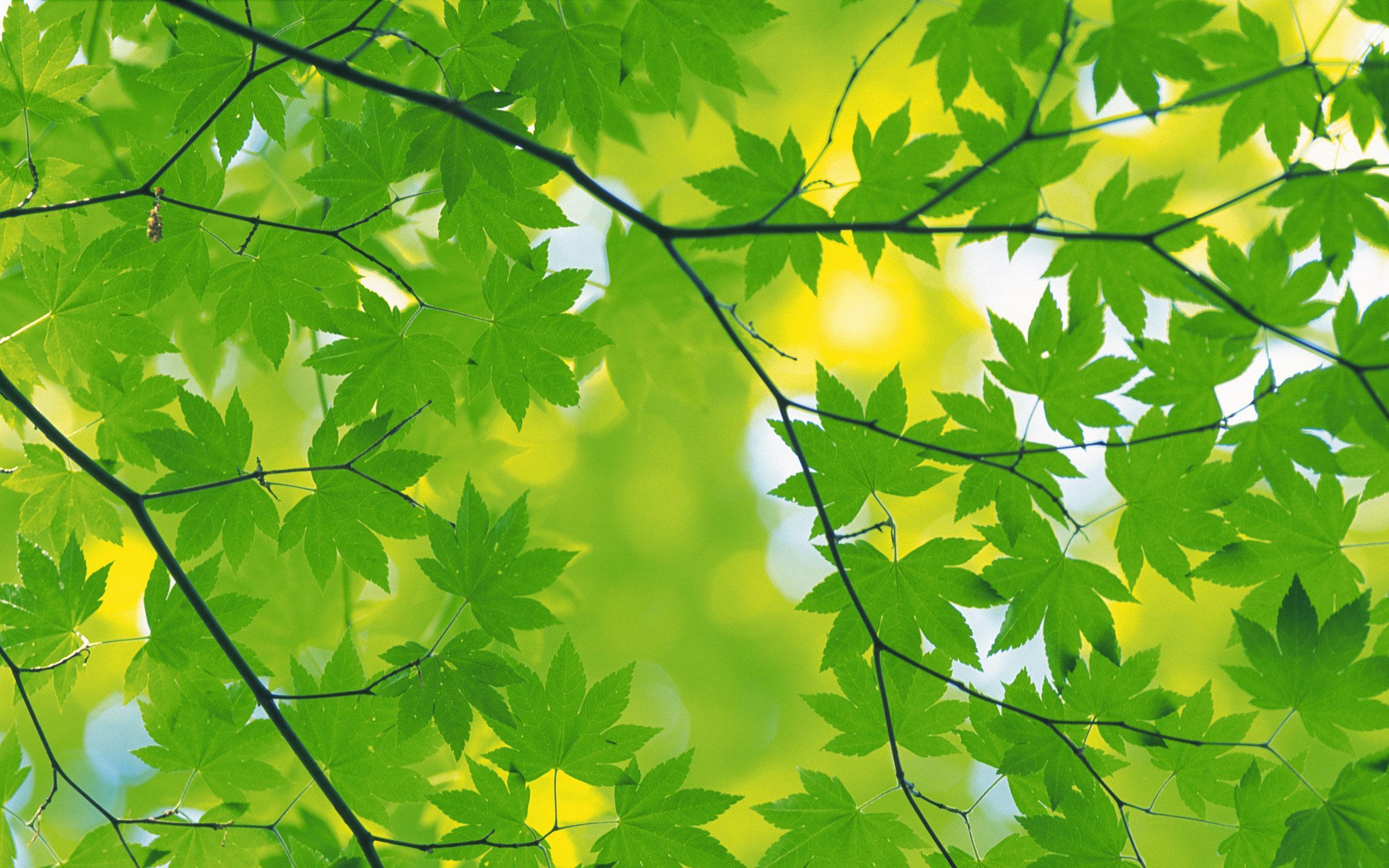 Leaves Green Nature Wallpaper