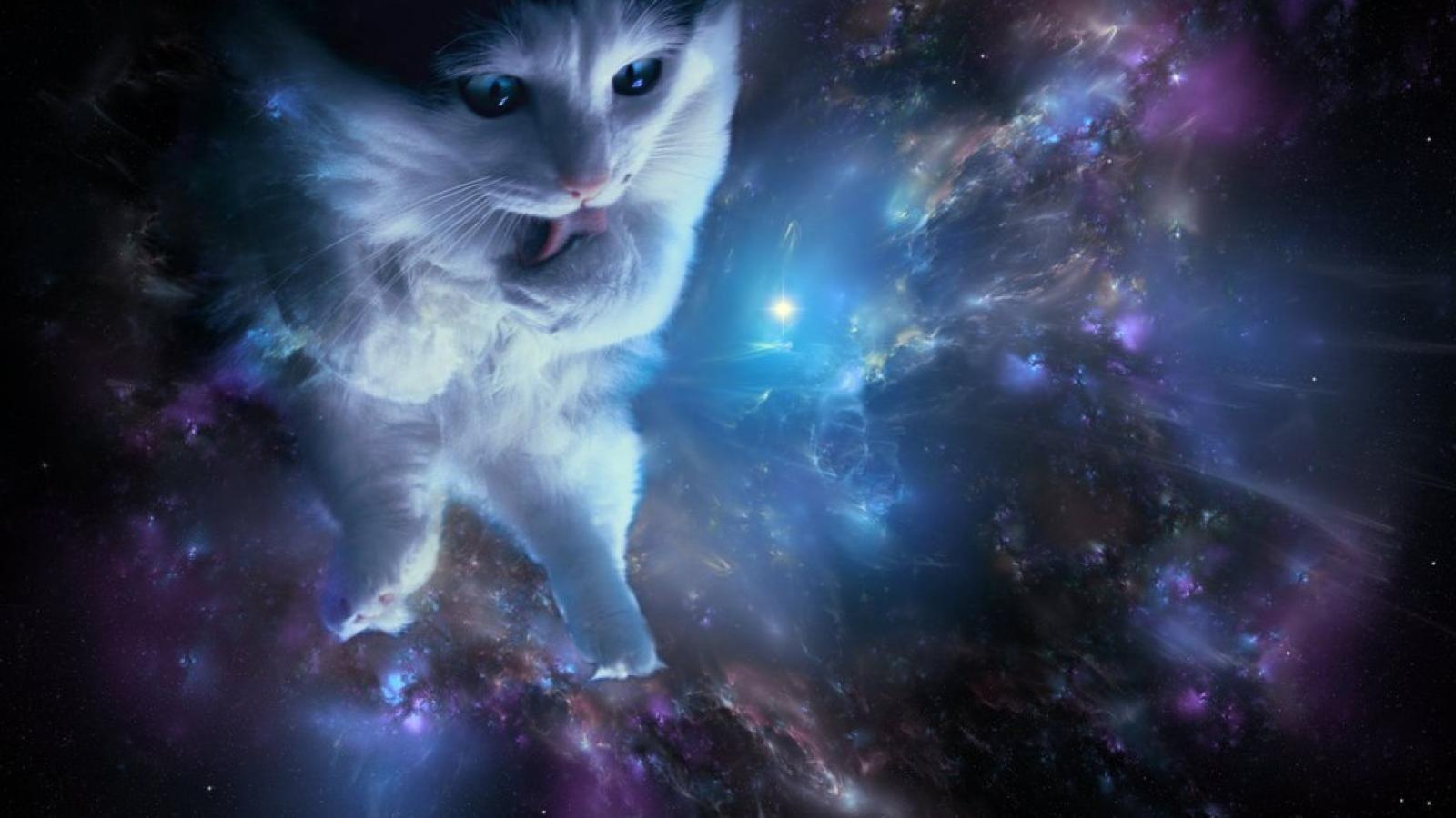 Cat in space wallpaper 1032x774
