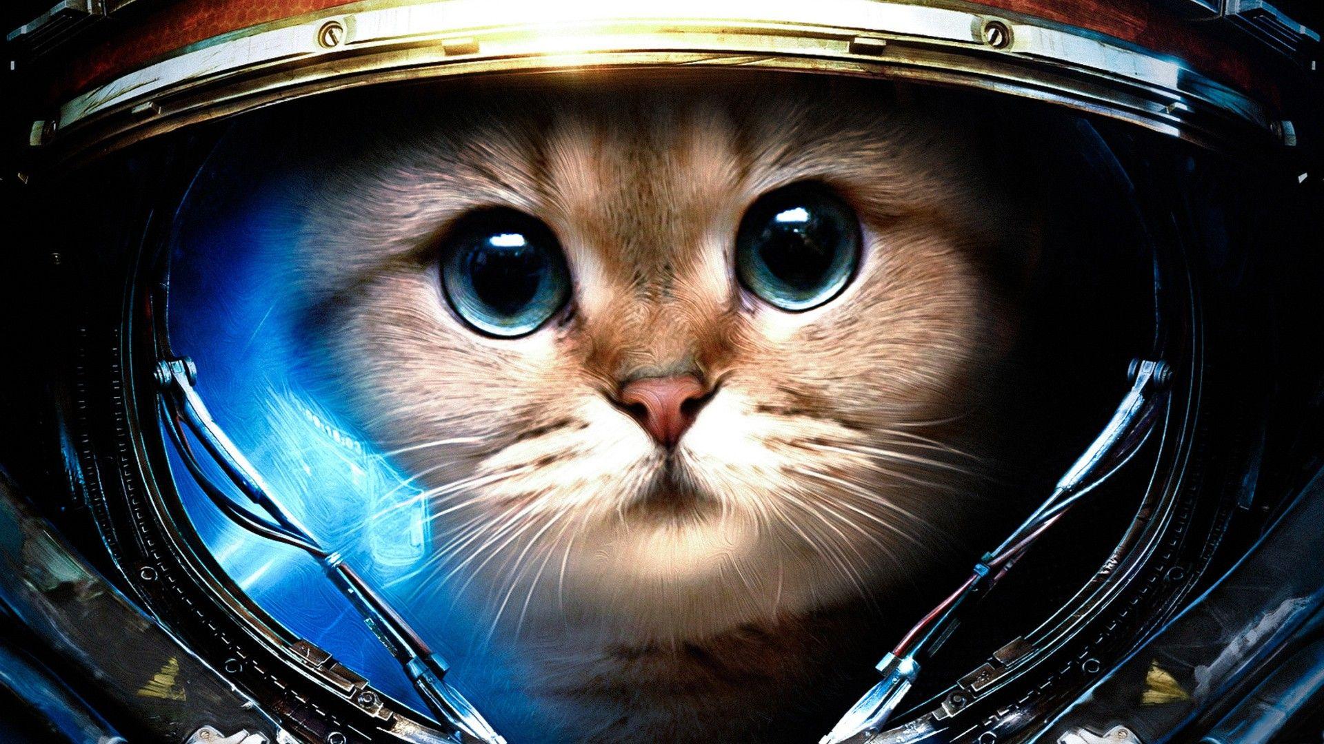 Space Cat! [1920x1080]. Astronaut cat, Cat wallpaper, Space cat