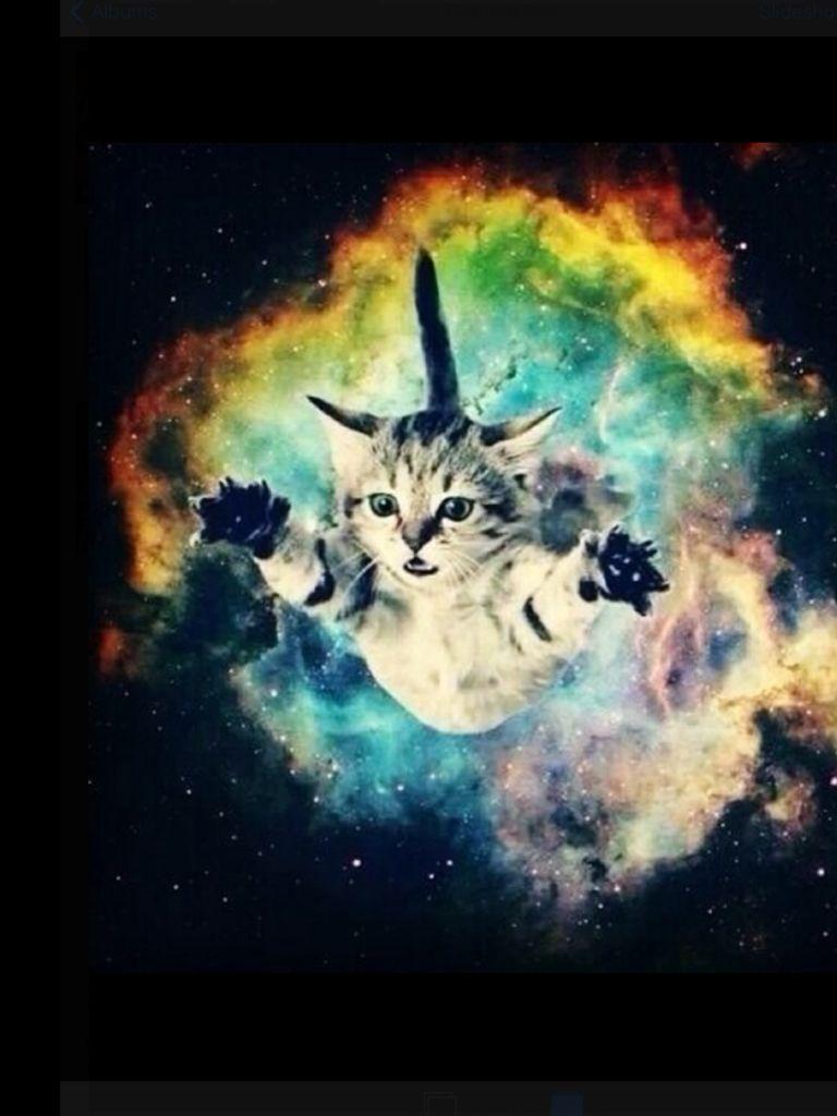 Cat galaxy. Cierra and Mekenzie. Cats, Space cat