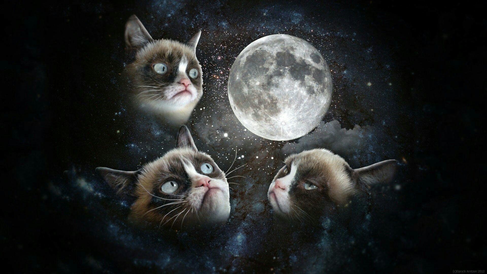 Space Cat Wallpaper