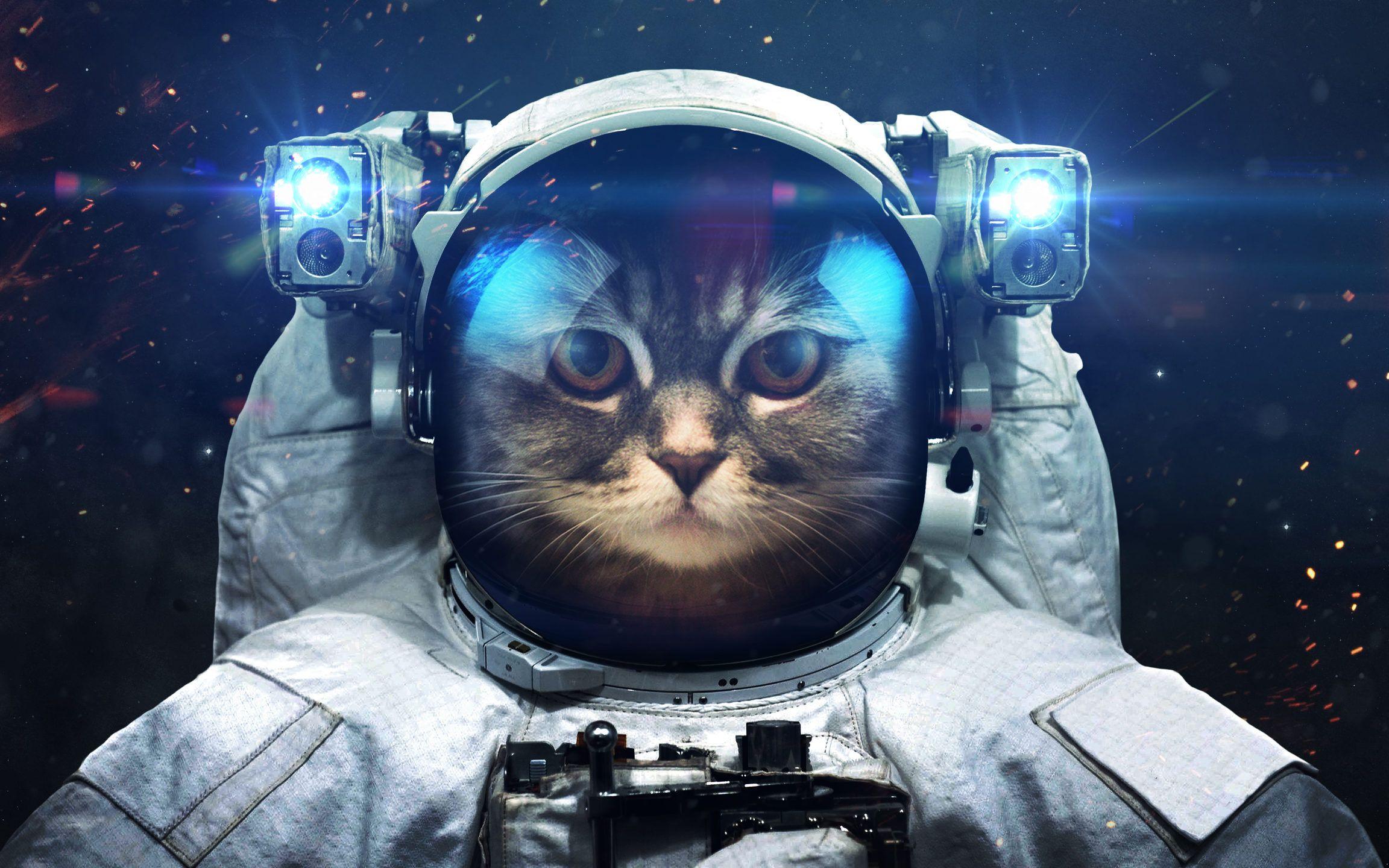 Space Cat. Layla the cat lady. Cats, Space cat, Artwork