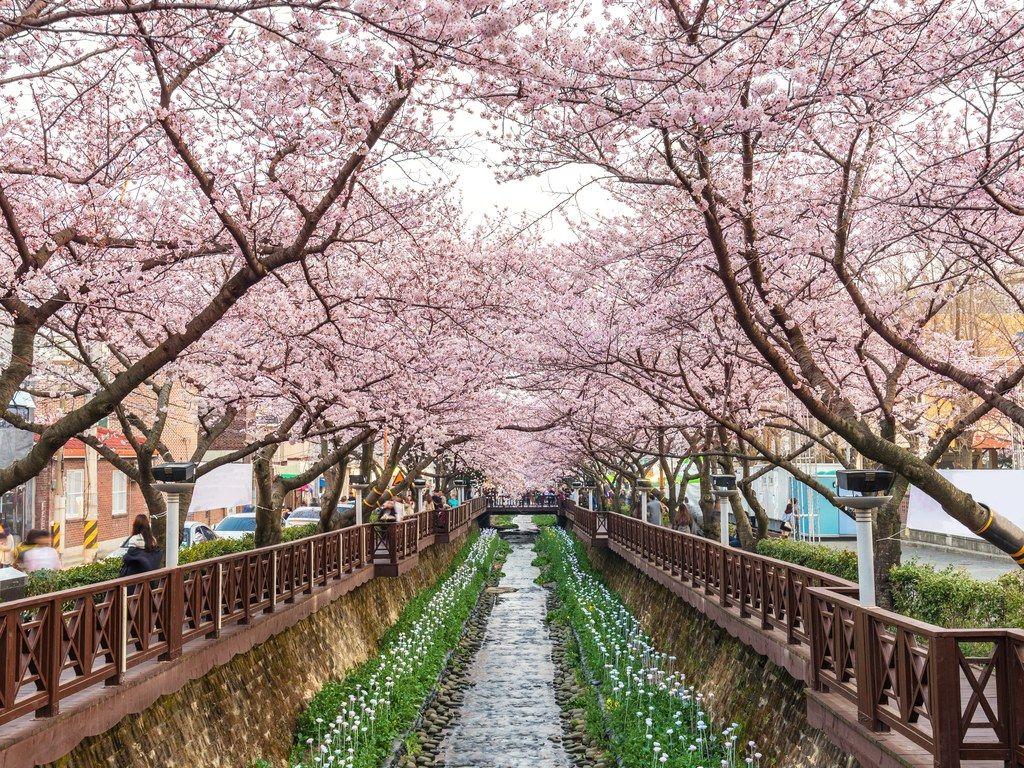 Spring South Korea  Wallpapers Wallpaper Cave