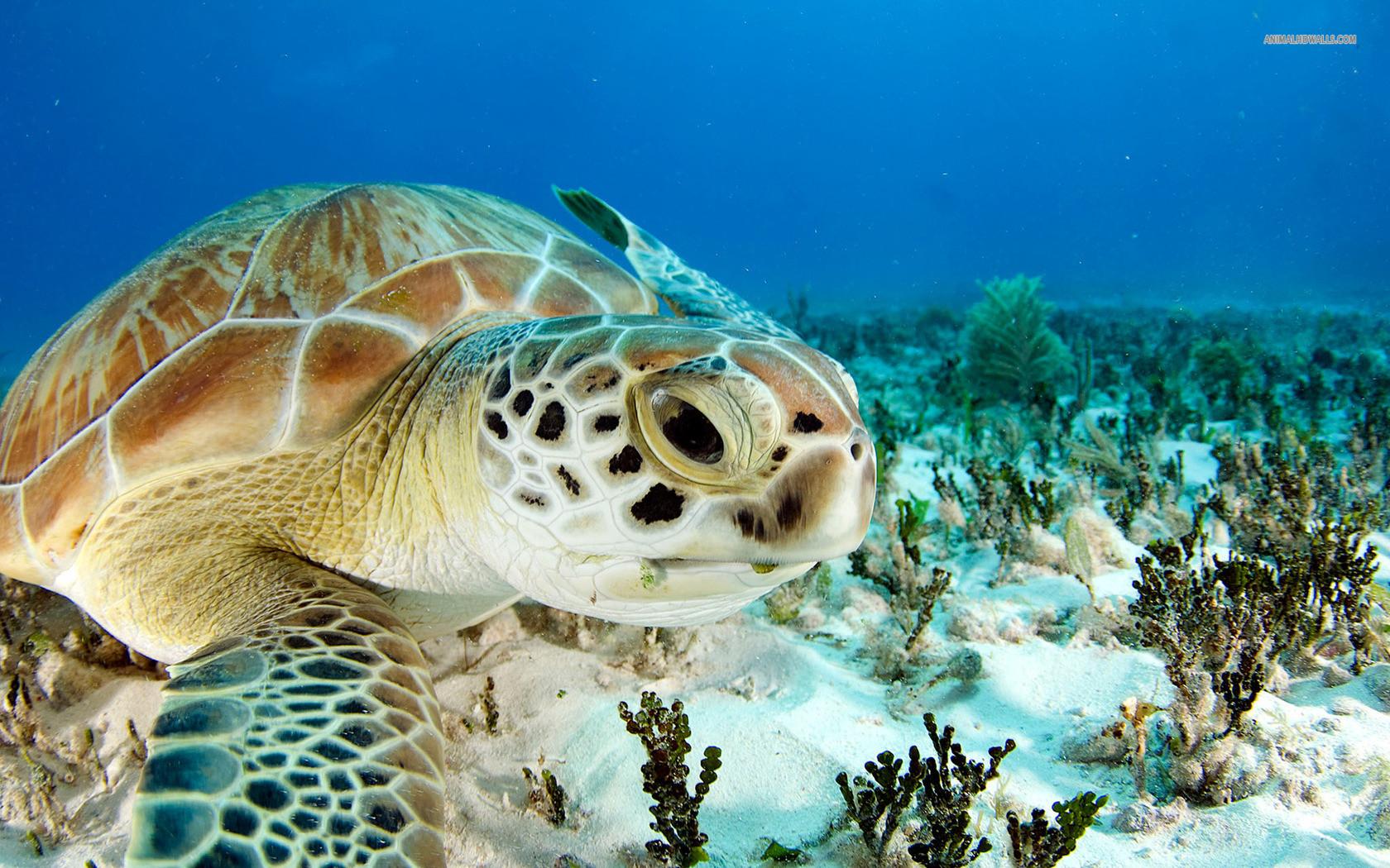 Anyone in need of Sea Turtle wallpaper?