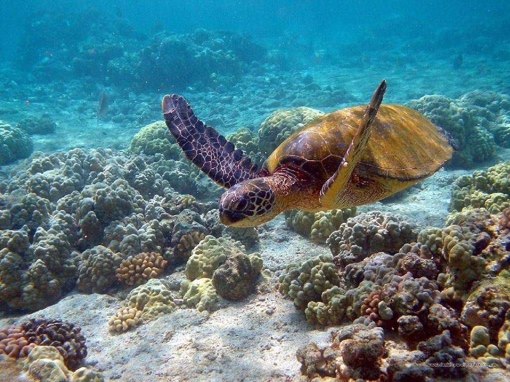 Sea Turtles Wallpaper
