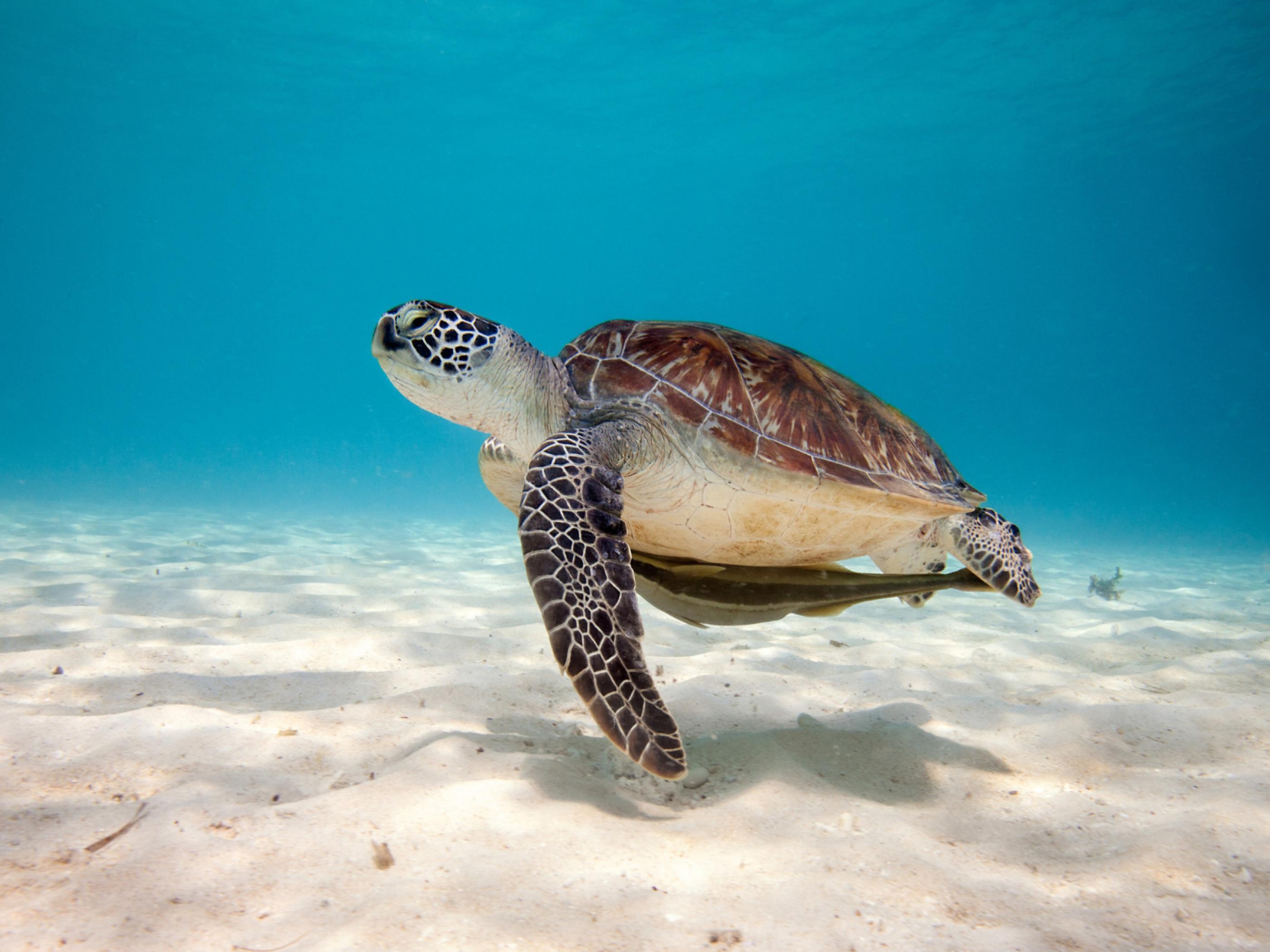 Sea Turtle Wallpapers - Wallpaper Cave