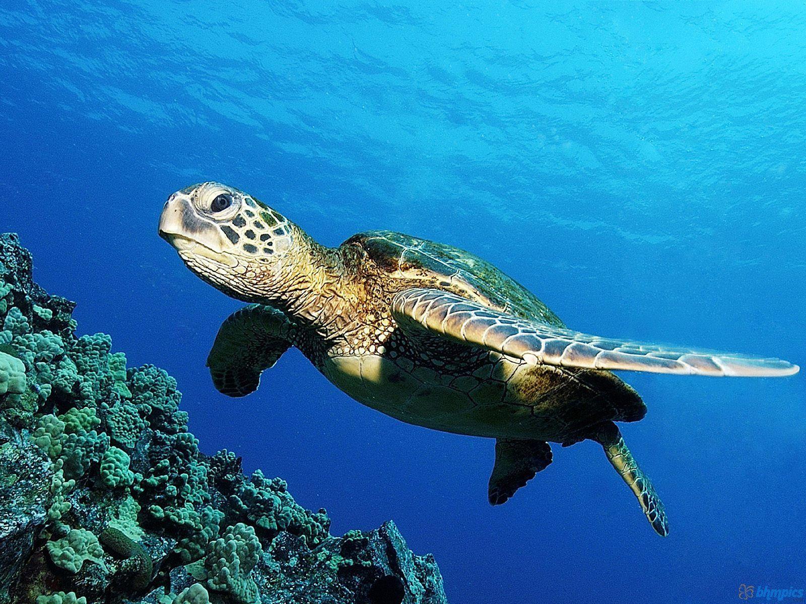 Green Sea Turtle Wallpaper High Definition Quality. maui reef