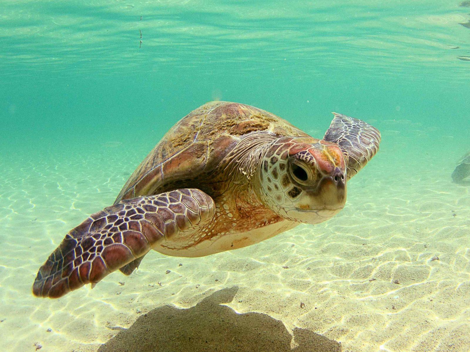 Beautiful Sea Turtle Wallpapers.