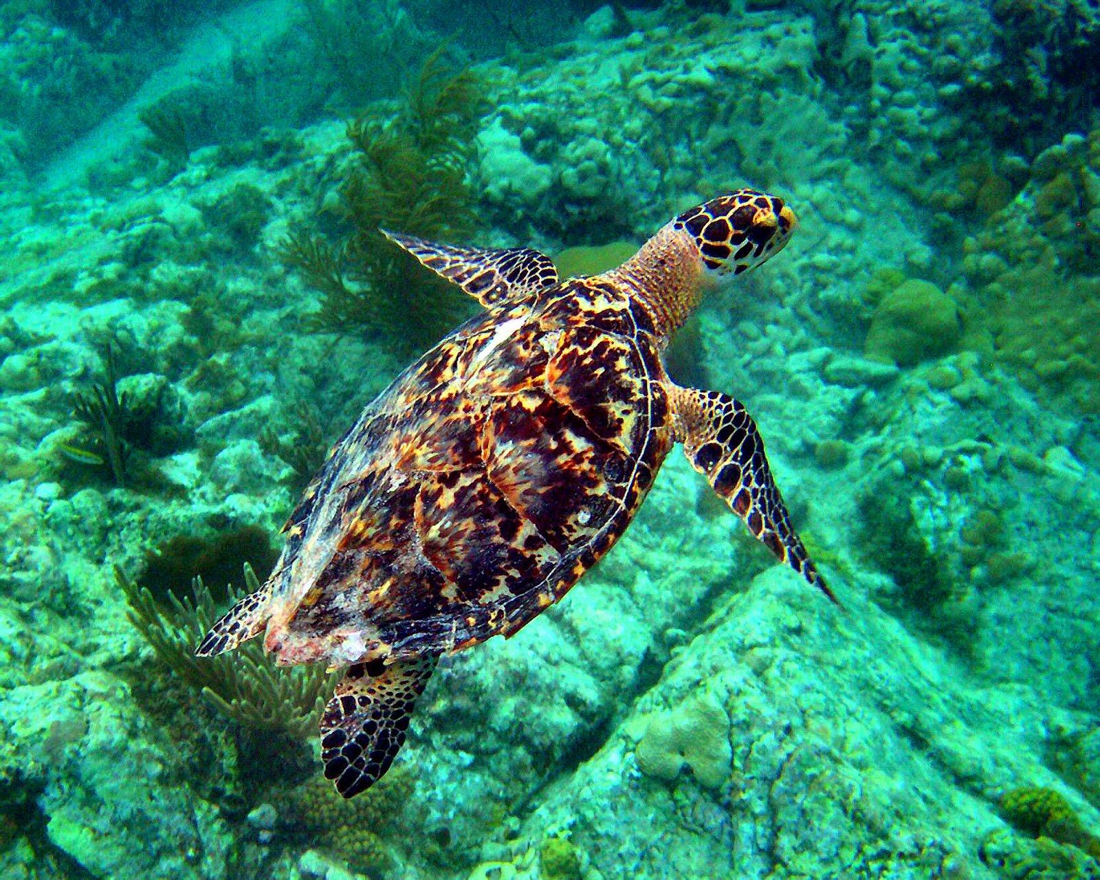 Hawksbill Sea Turtles Wallpaper 6
