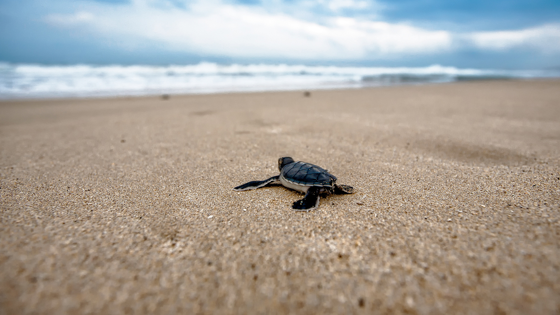 Free Baby Sea Turtle Chromebook Wallpaper Ready For Download