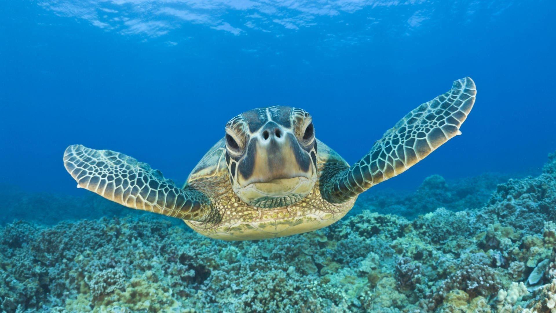 Best Free Honu Sea Turtle iPhone Wallpaper