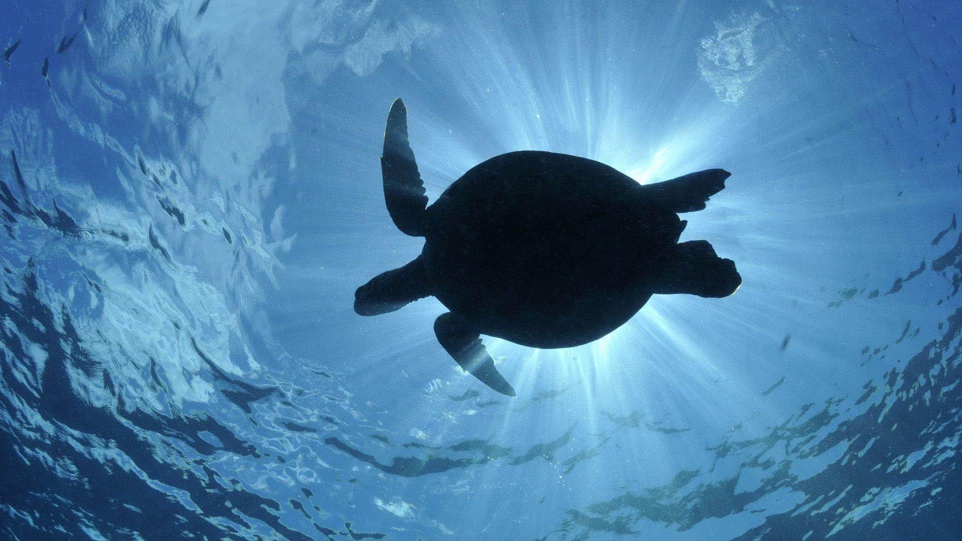 Turtle Wallpaper background picture