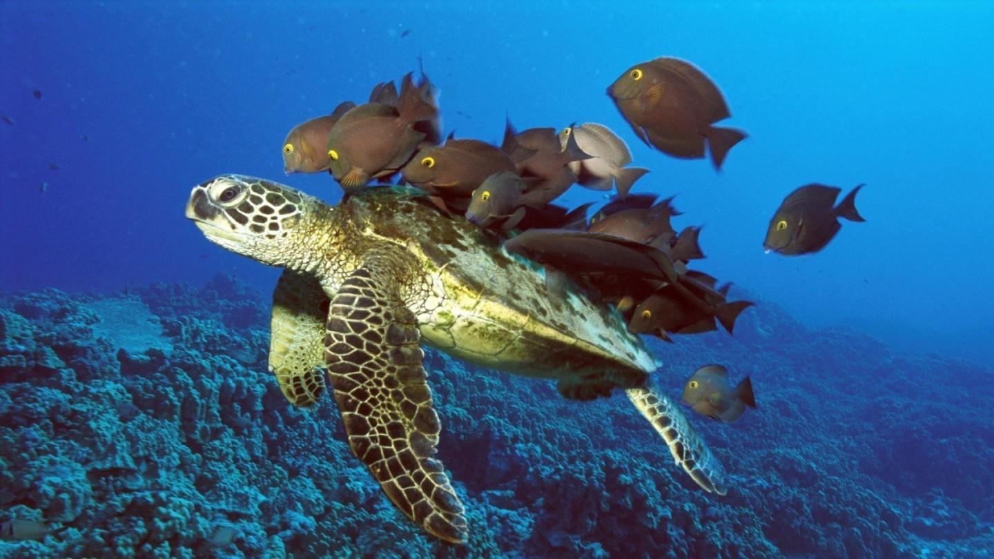 Sea Turtle Wallpaper