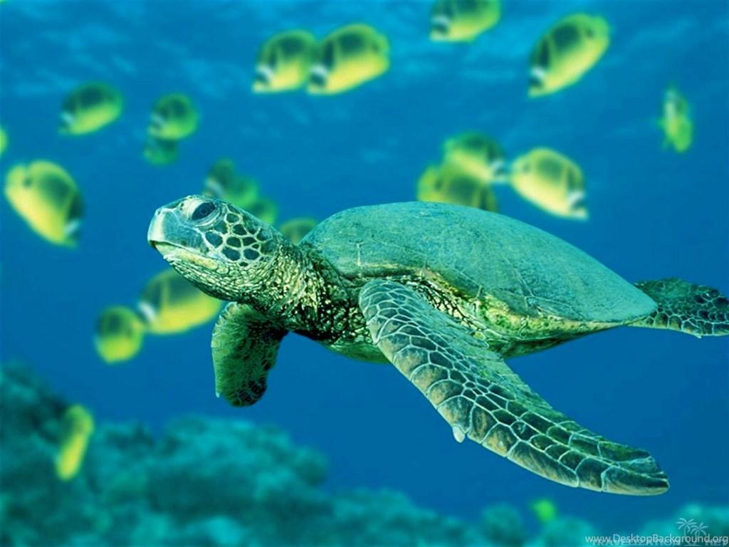 Sea Turtle Wallpaper Desktop Background