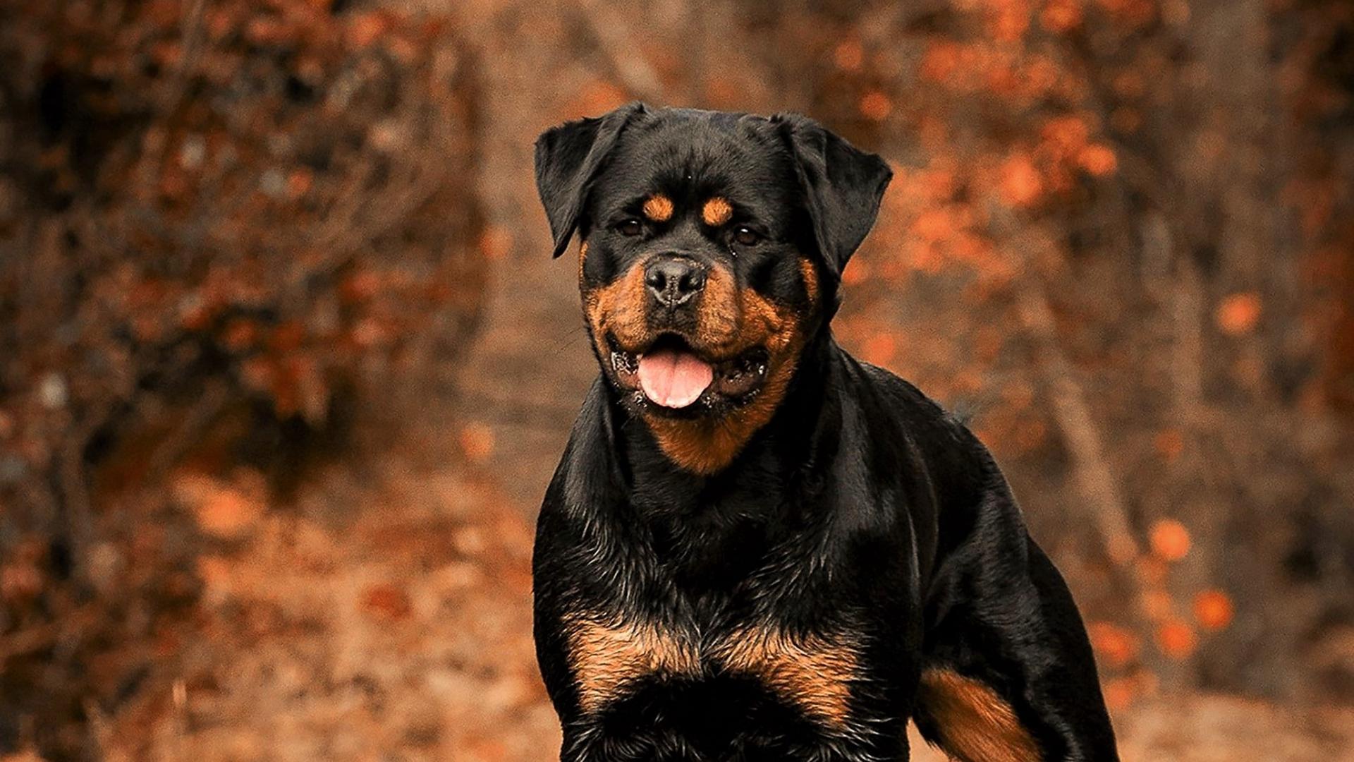 Download wallpaper 1920x1080 rottweiler, dog, autumn, walk full HD