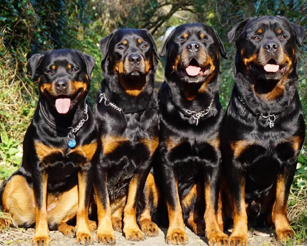 Rottweiler Dogs HD Wallpaper Theme for Android