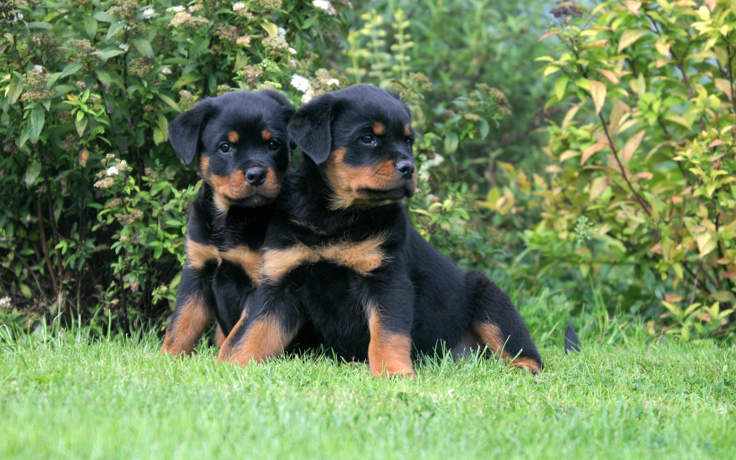 Rottweiler Dog Breed Animal Image Picture HD Wallpaper