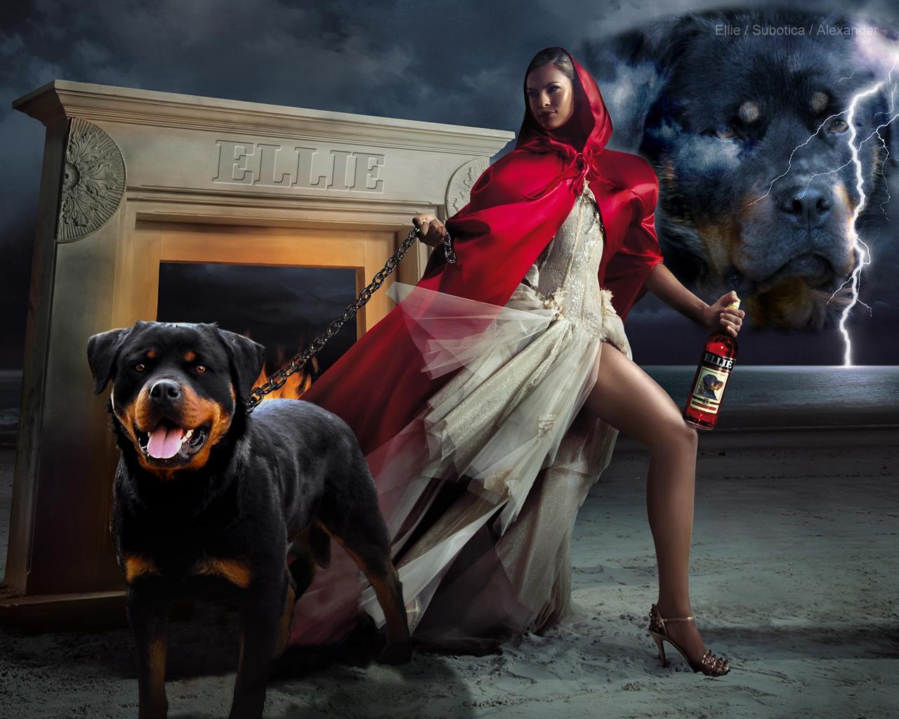 TOP 【Rottweiler HD Image】. Picture & Wallpaper Download Here