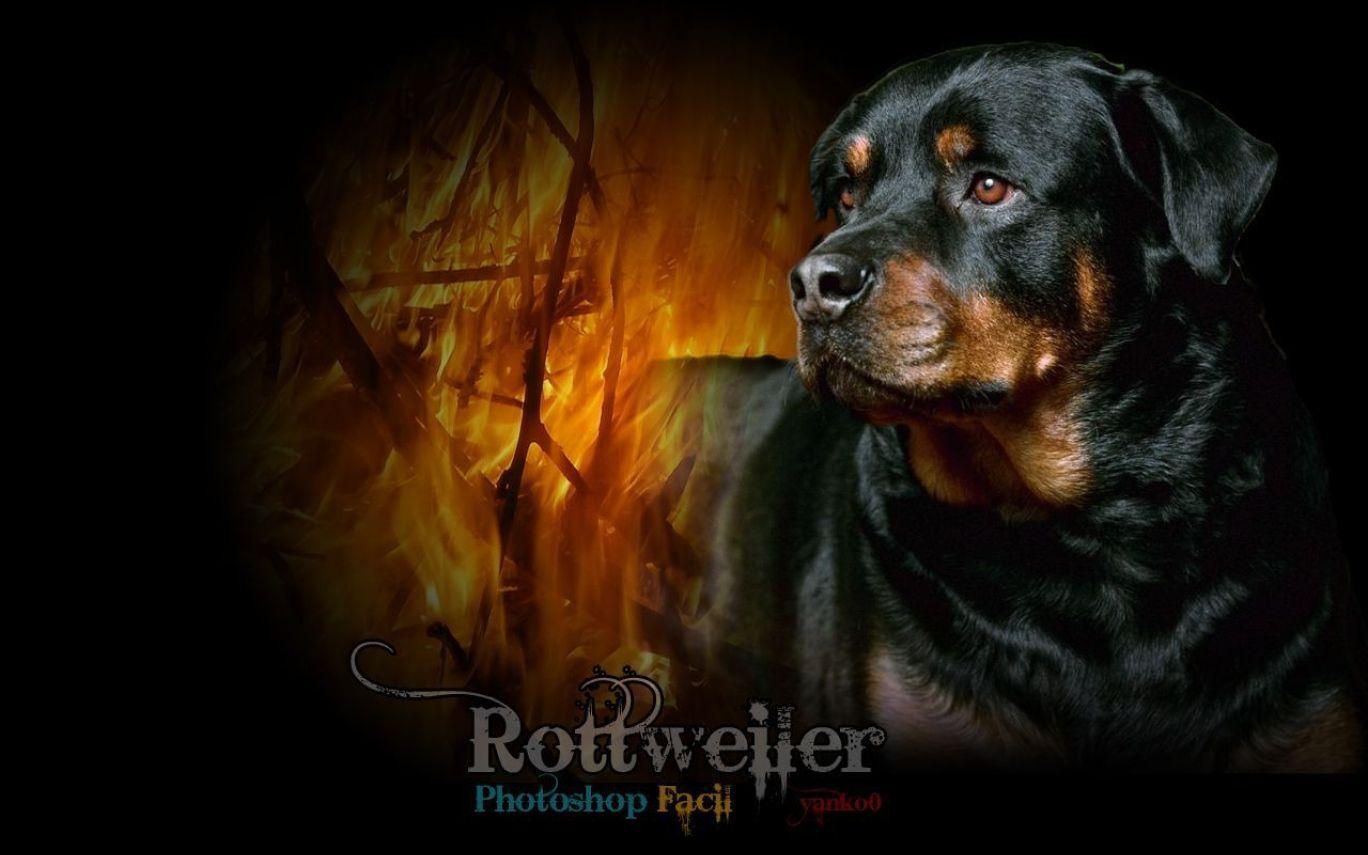 rottweiler puppies wallpaper. Hot Trending Now