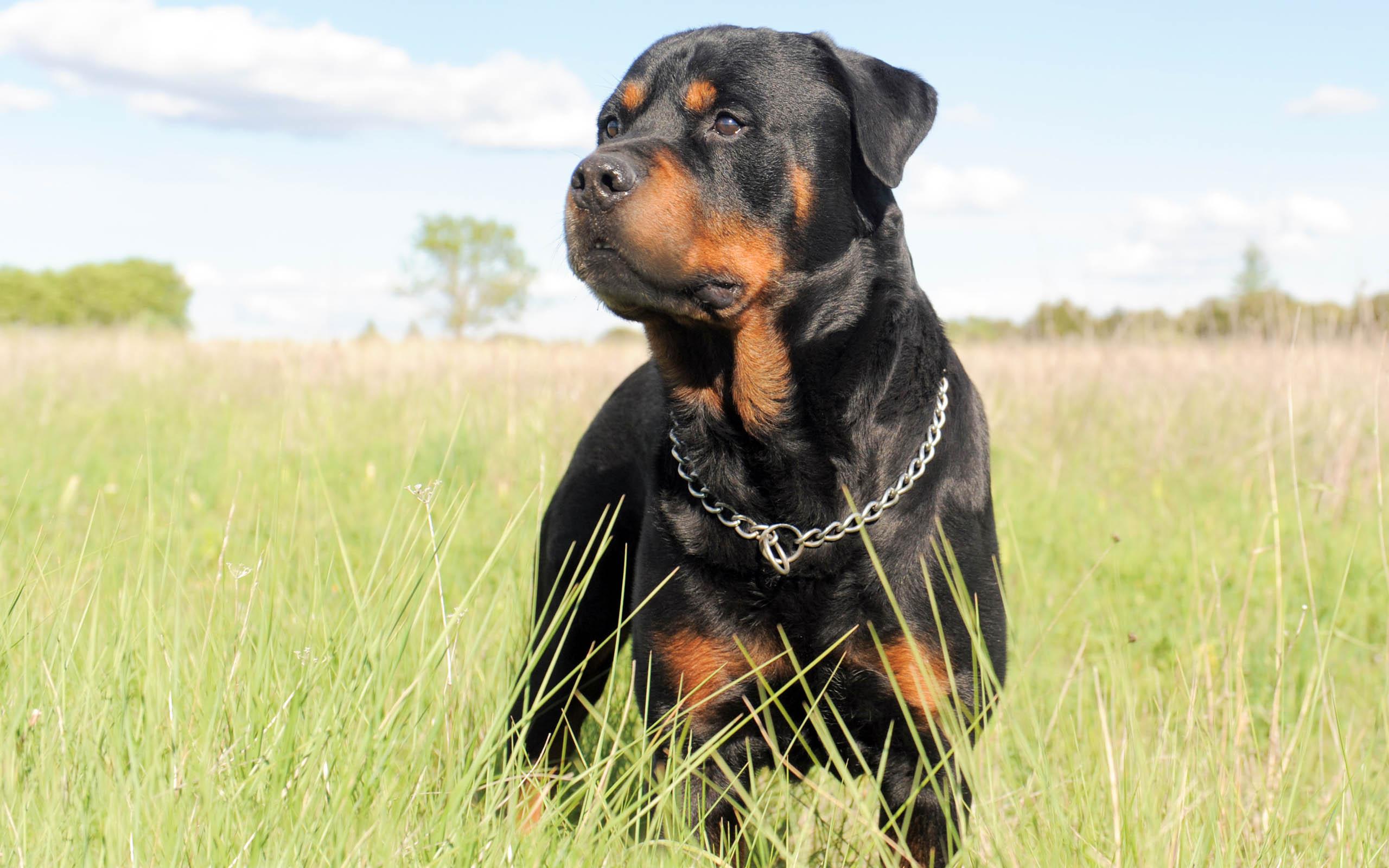 Rottweiler Awesome HD Wallpaper , Background In High Resolution