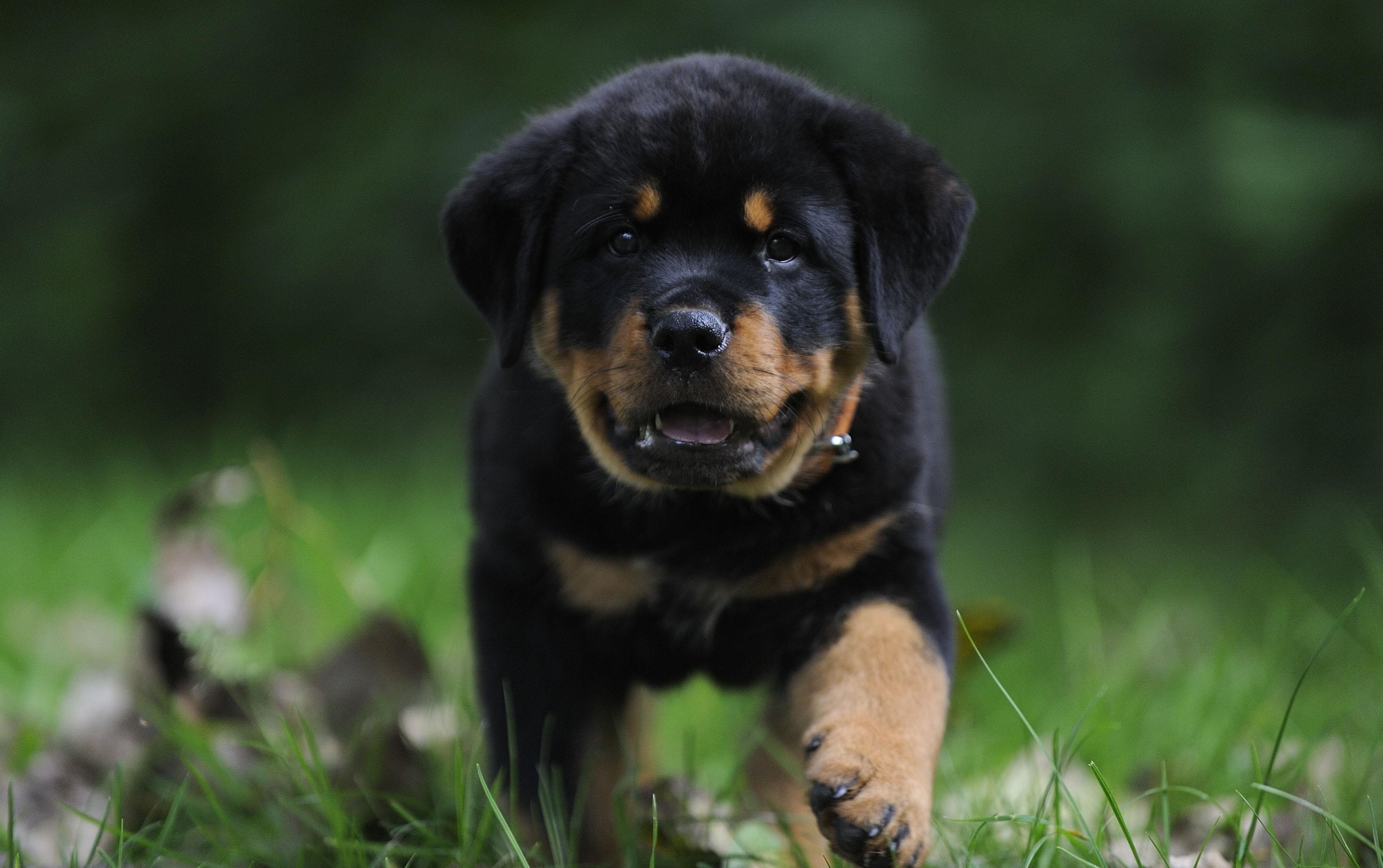 Download The Best Rottweiler Dog Wallpaper