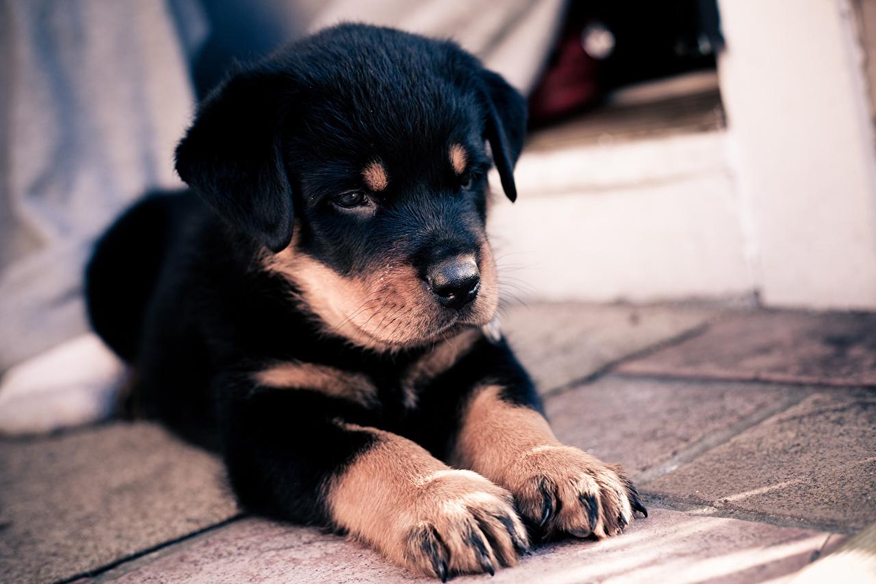Wallpaper Puppy Dogs Rottweiler Paws Animals