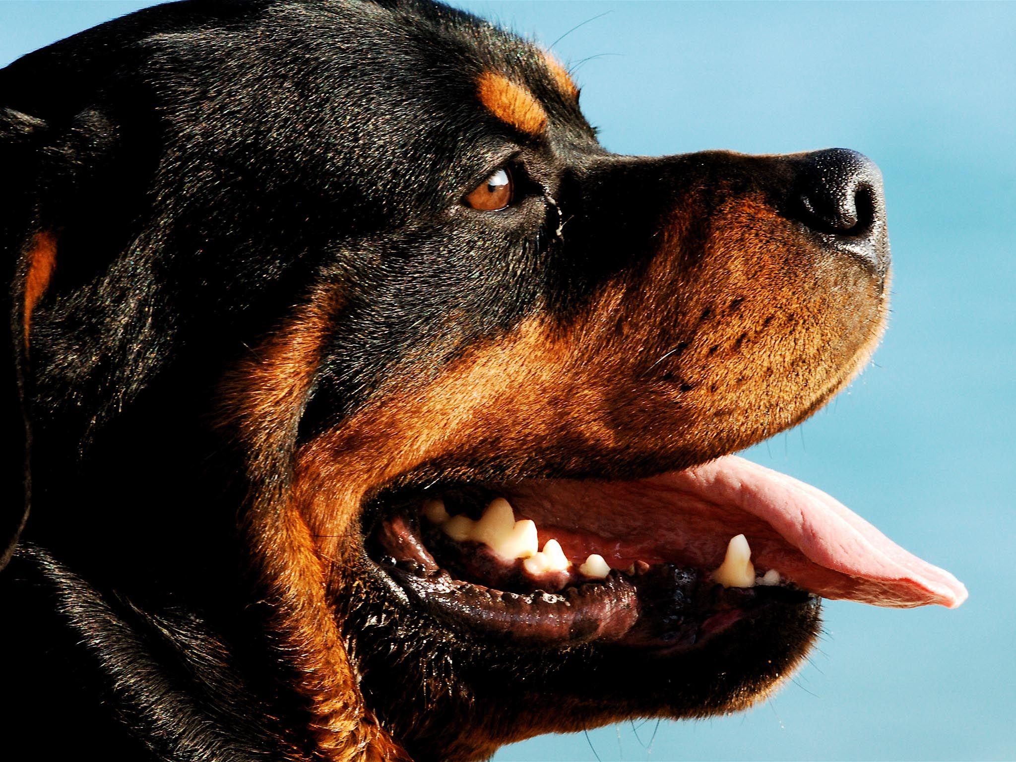 Rottweiler Dogs HD Wallpaper Wallpaper Inn. Bad dog breath, Rottweiler dog, Rottweiler