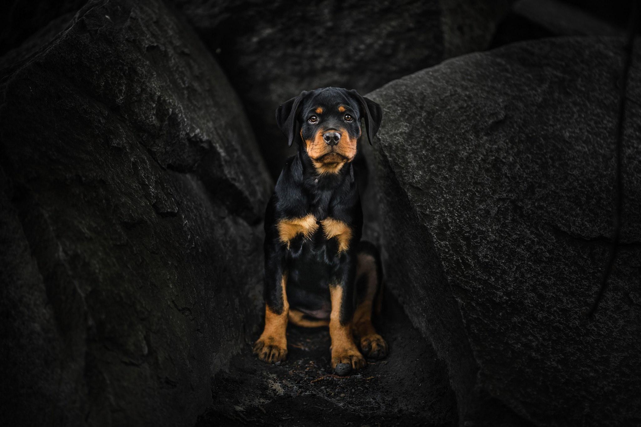 Rottweiler Puppy, HD Animals, 4k Wallpaper, Image, Background