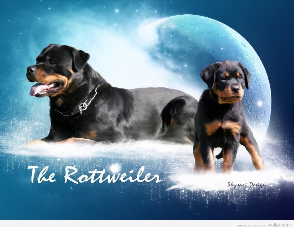 Rottweiler Wallpaper With Quotes Funny. QuotesGram Desktop Background