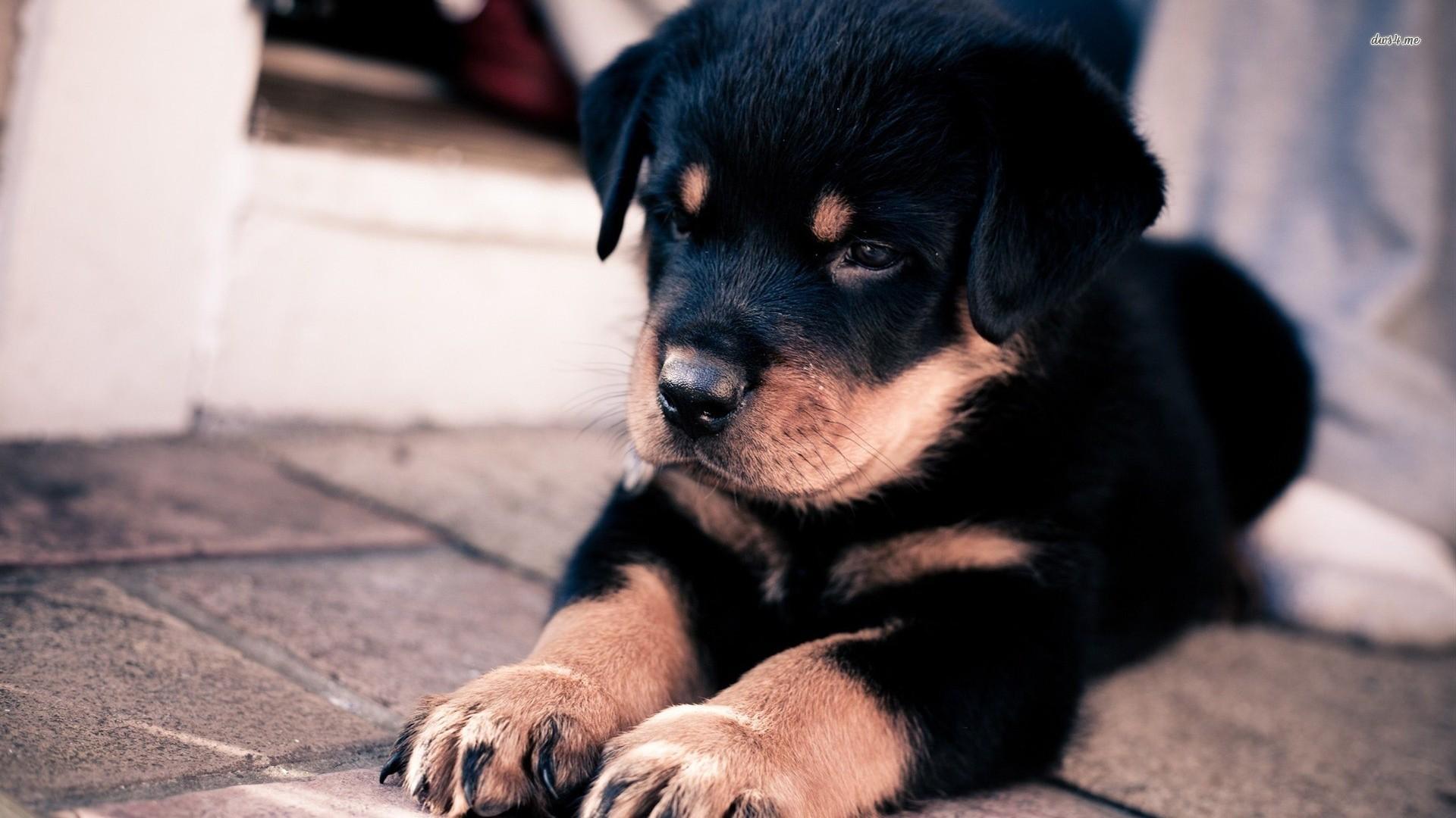 Rottweilers Wallpapers - Wallpaper Cave