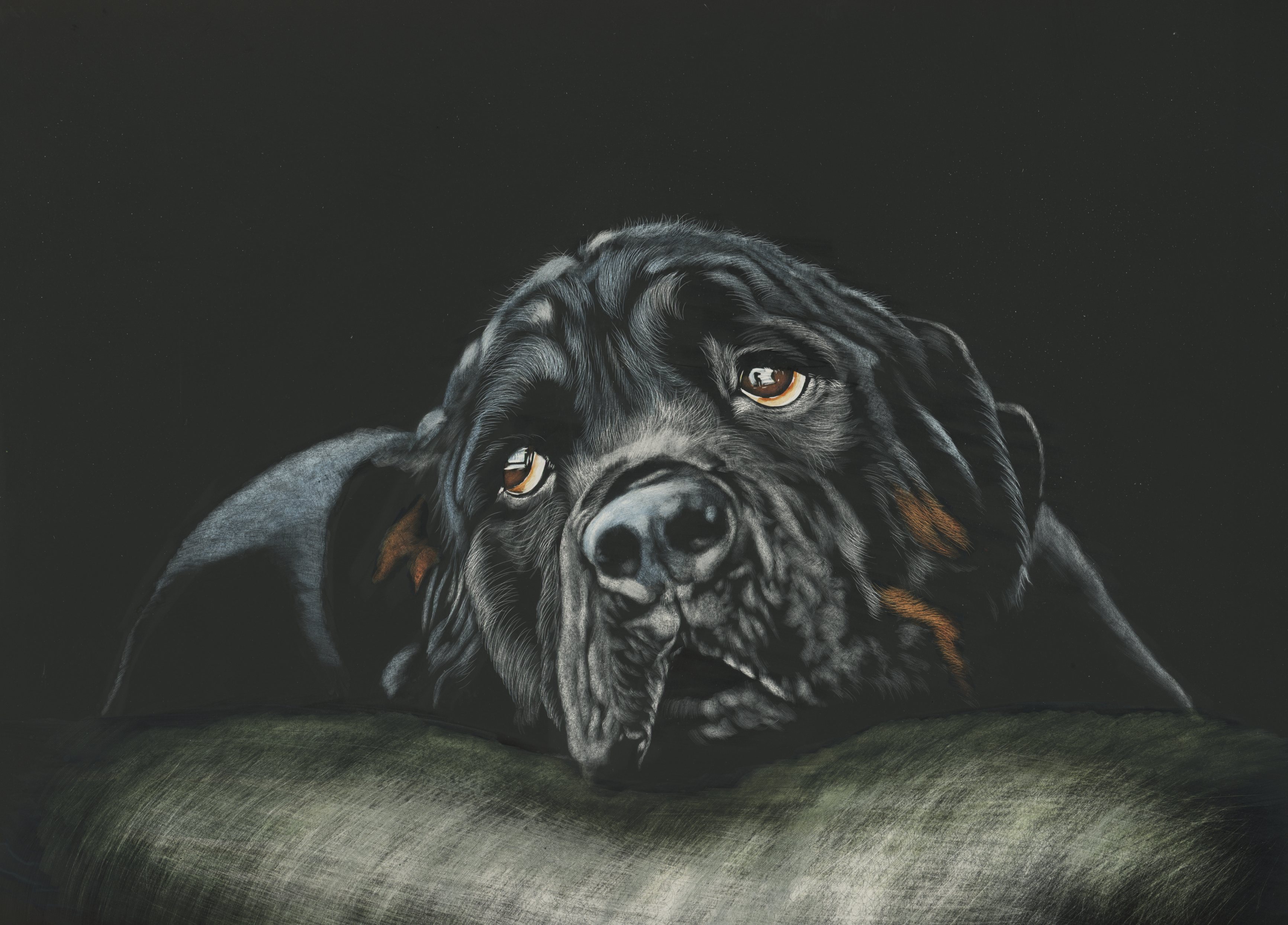 Wallpaper Rottweiler, Breed dog, Black, HD, Animals