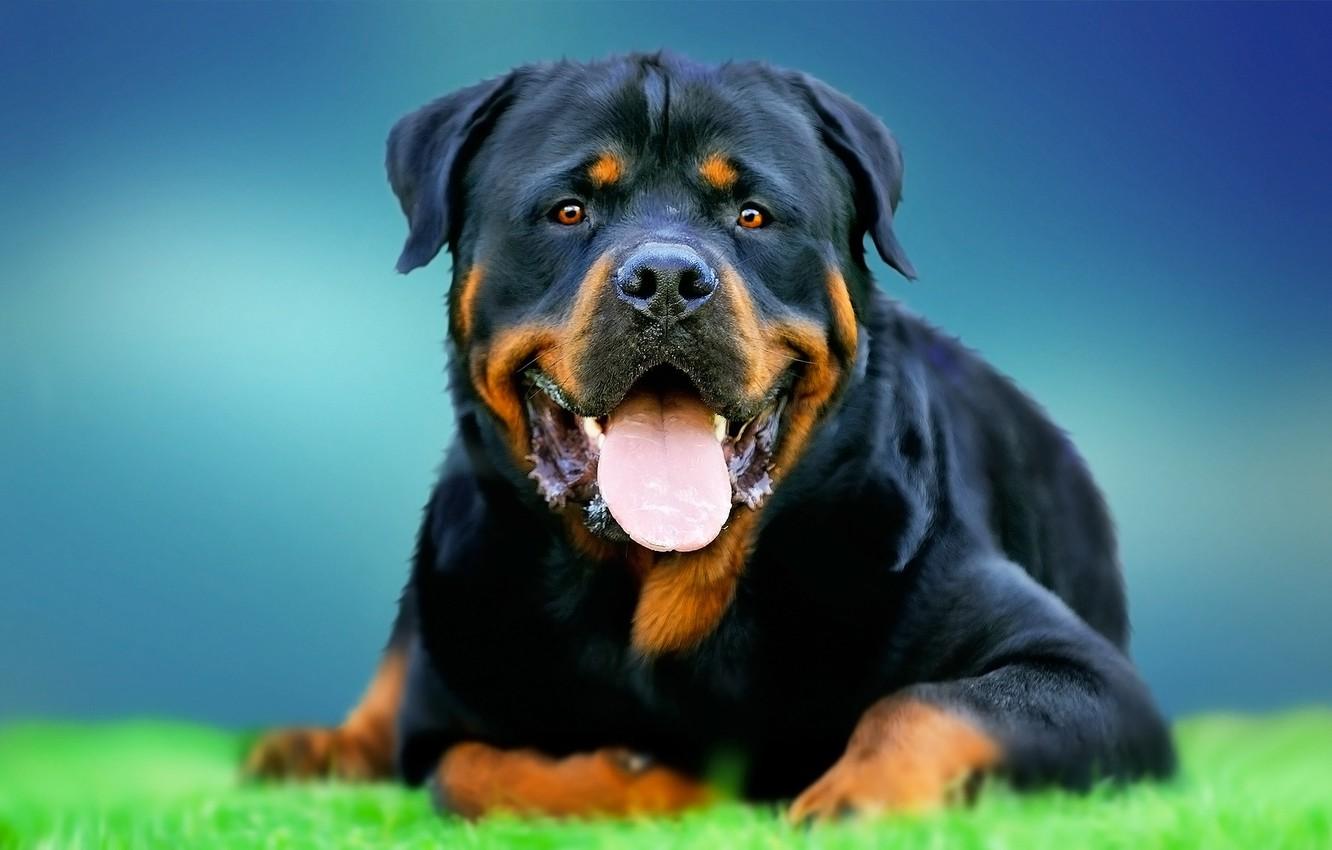 Rottweilers Wallpapers - Wallpaper Cave