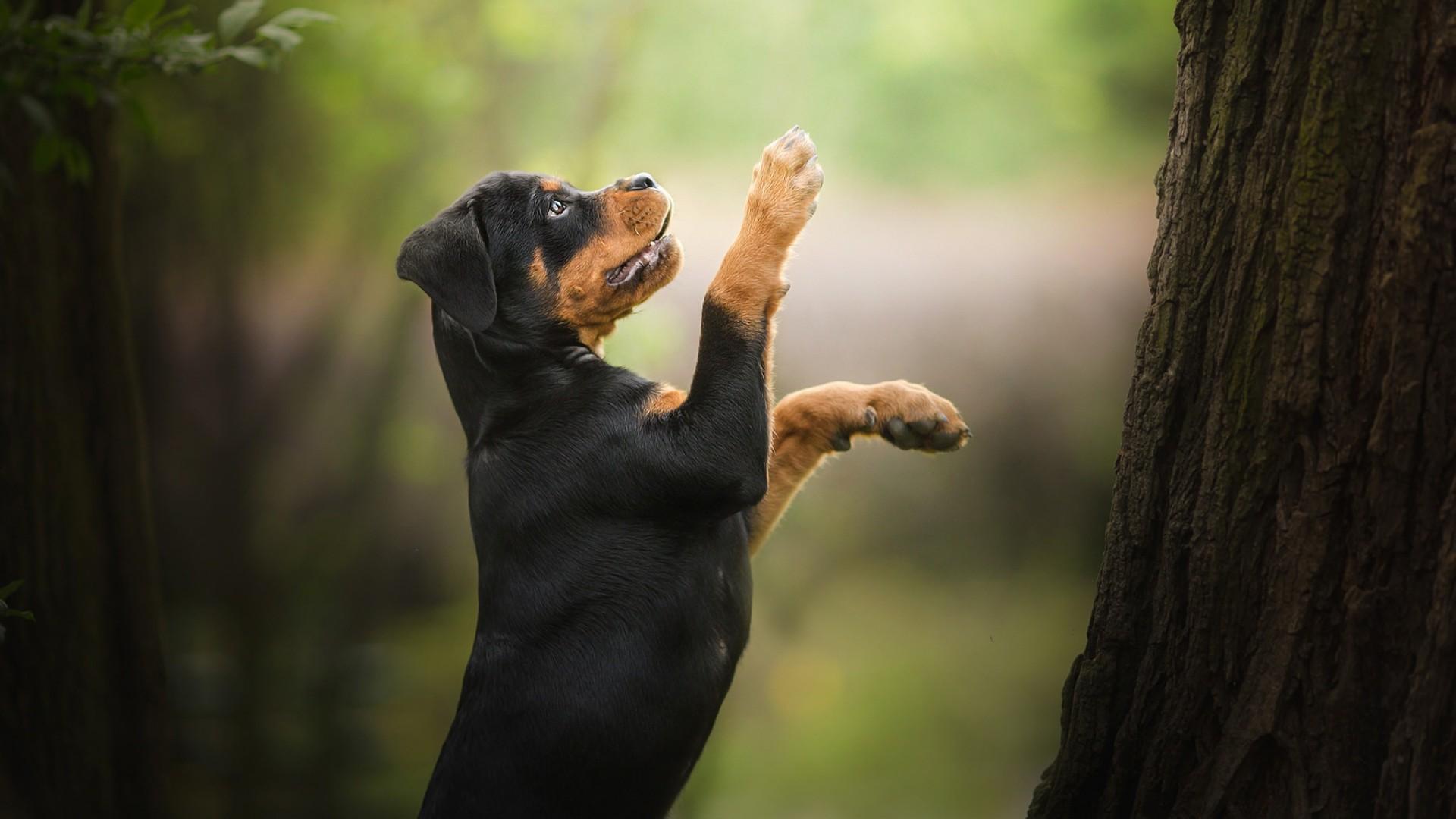 Cute Rottweiler HD Wallpaper. Wallpaper Studio 10