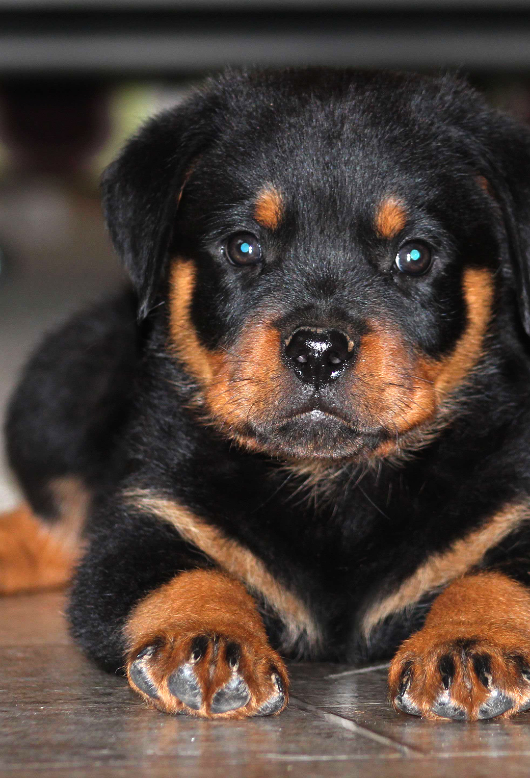 Rottweiler Puppies Wallpaper for iPhone X, 6 Download