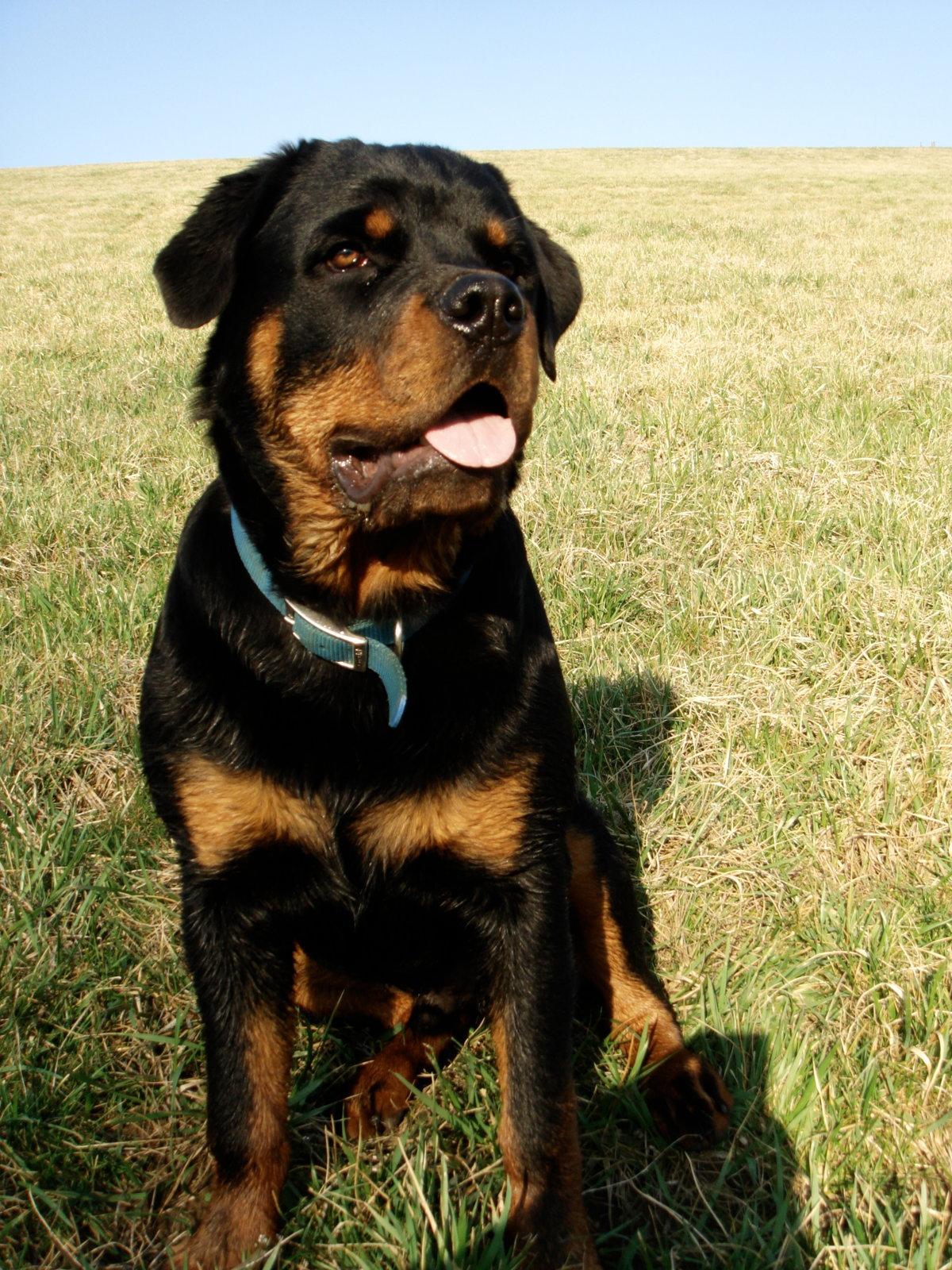 Big Rottweilers Wallpaper