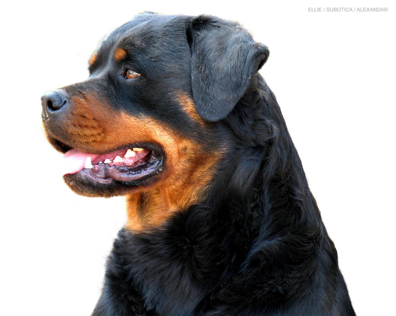 Rottweiler Wallpaper Wallpaper 1280x1024