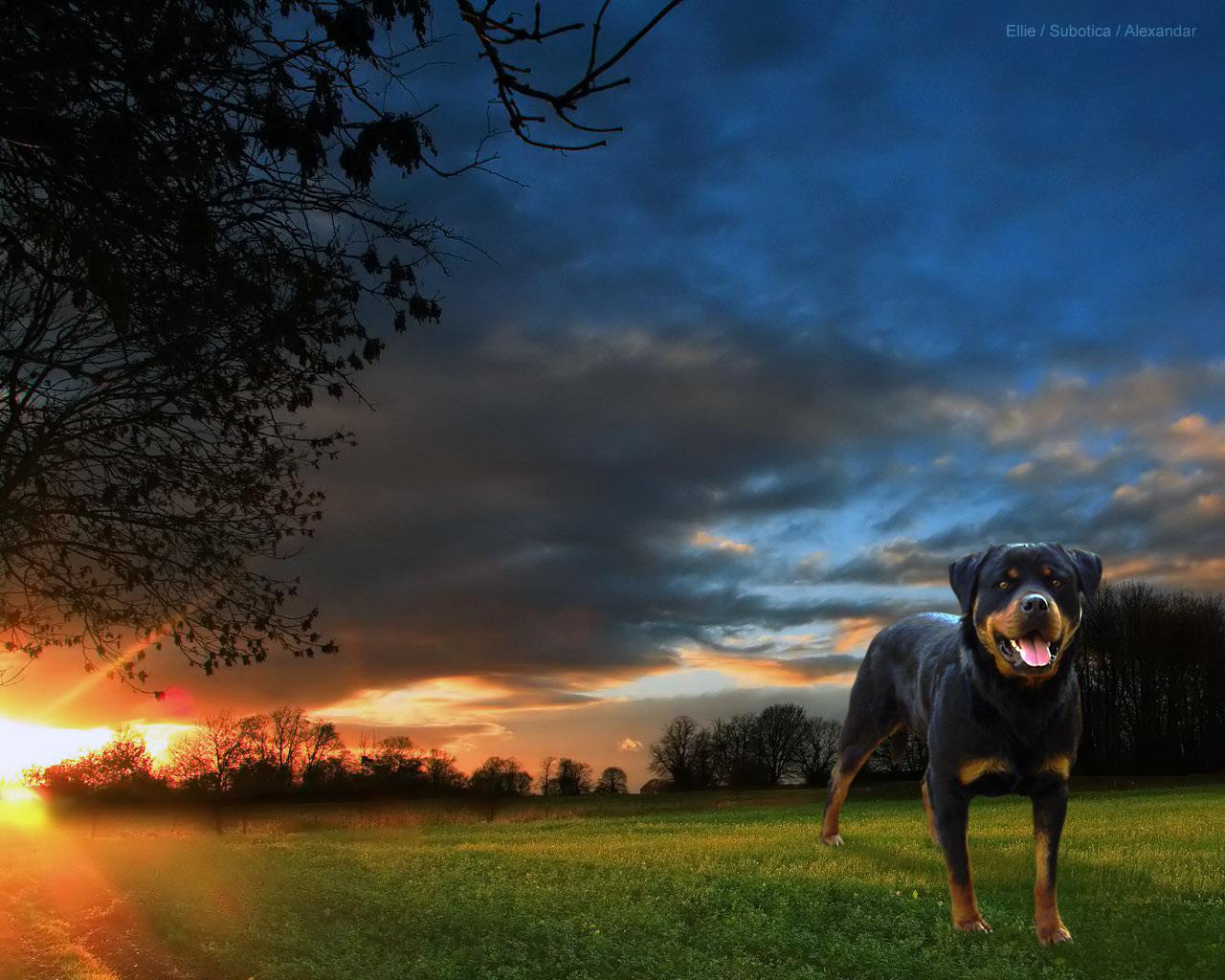 Awesome Rottweiler wallpaper for iPhone, iPad