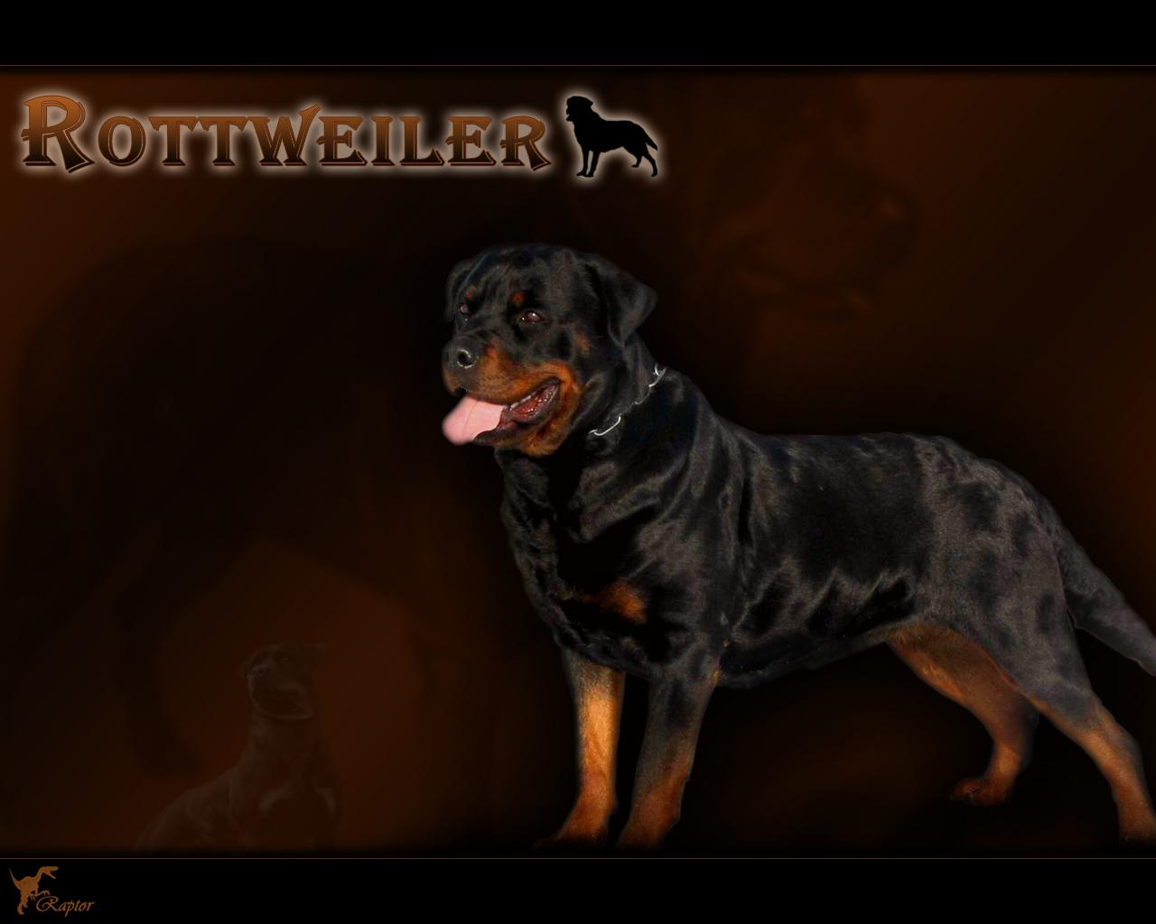 Rottweiler Wallpaper 20 X 1024
