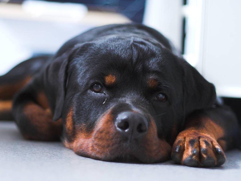 Rottweiler