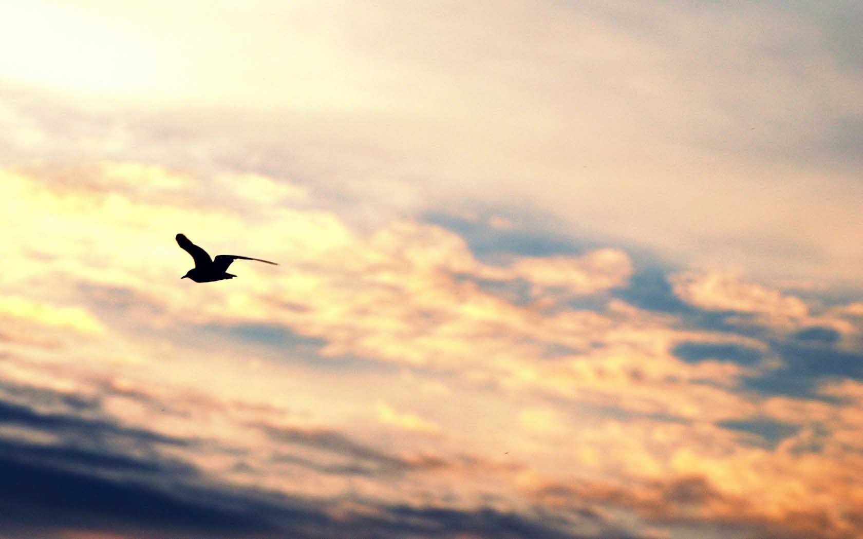 Animal Bird Flying Silhouette Gull Freedom Sky Wide Wallpaper