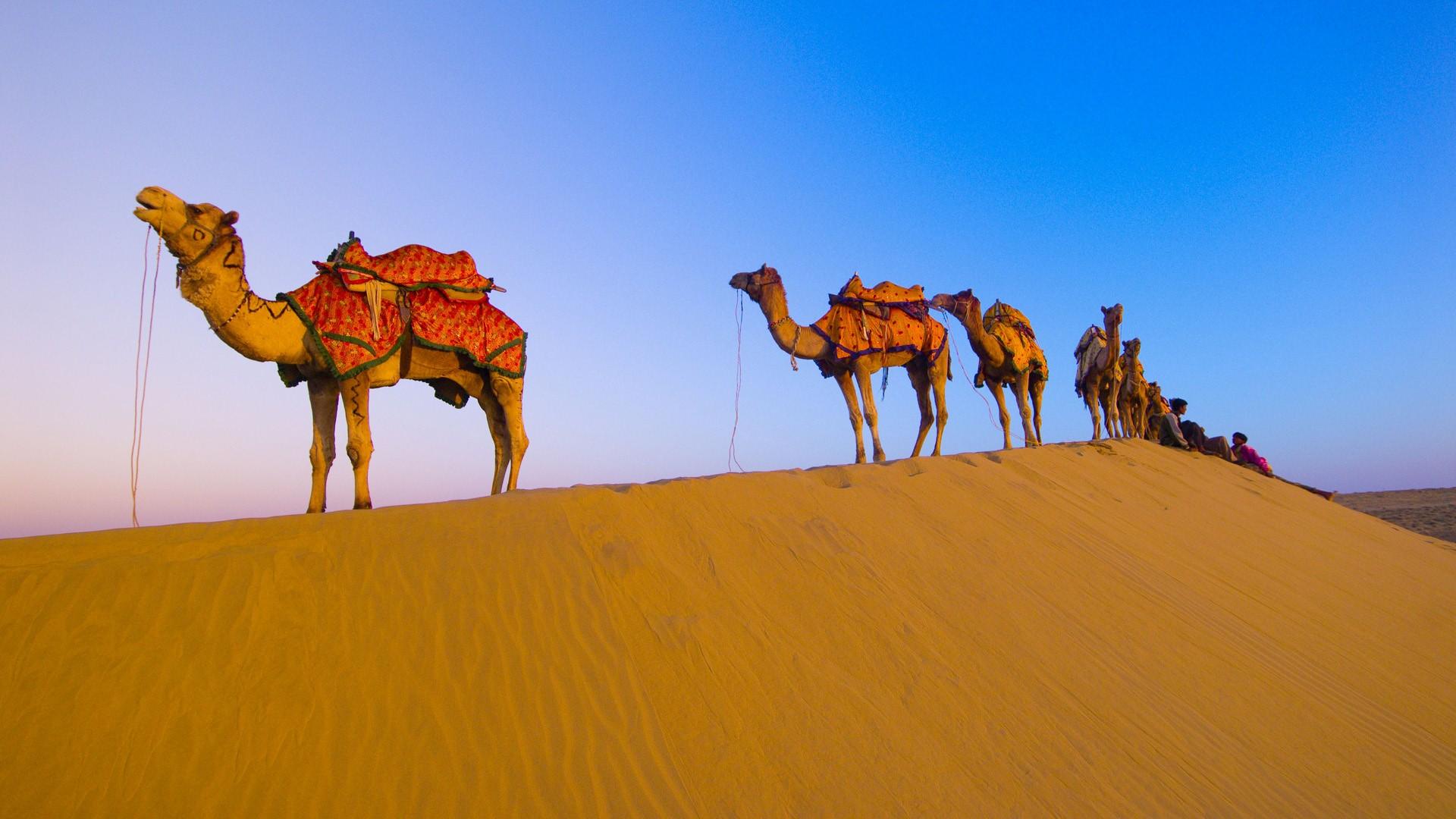 Rajasthani Camel in Desert HD Wallpaper