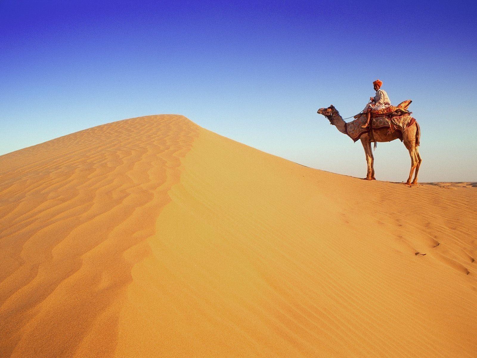 A Rajasthan Camel in Desert