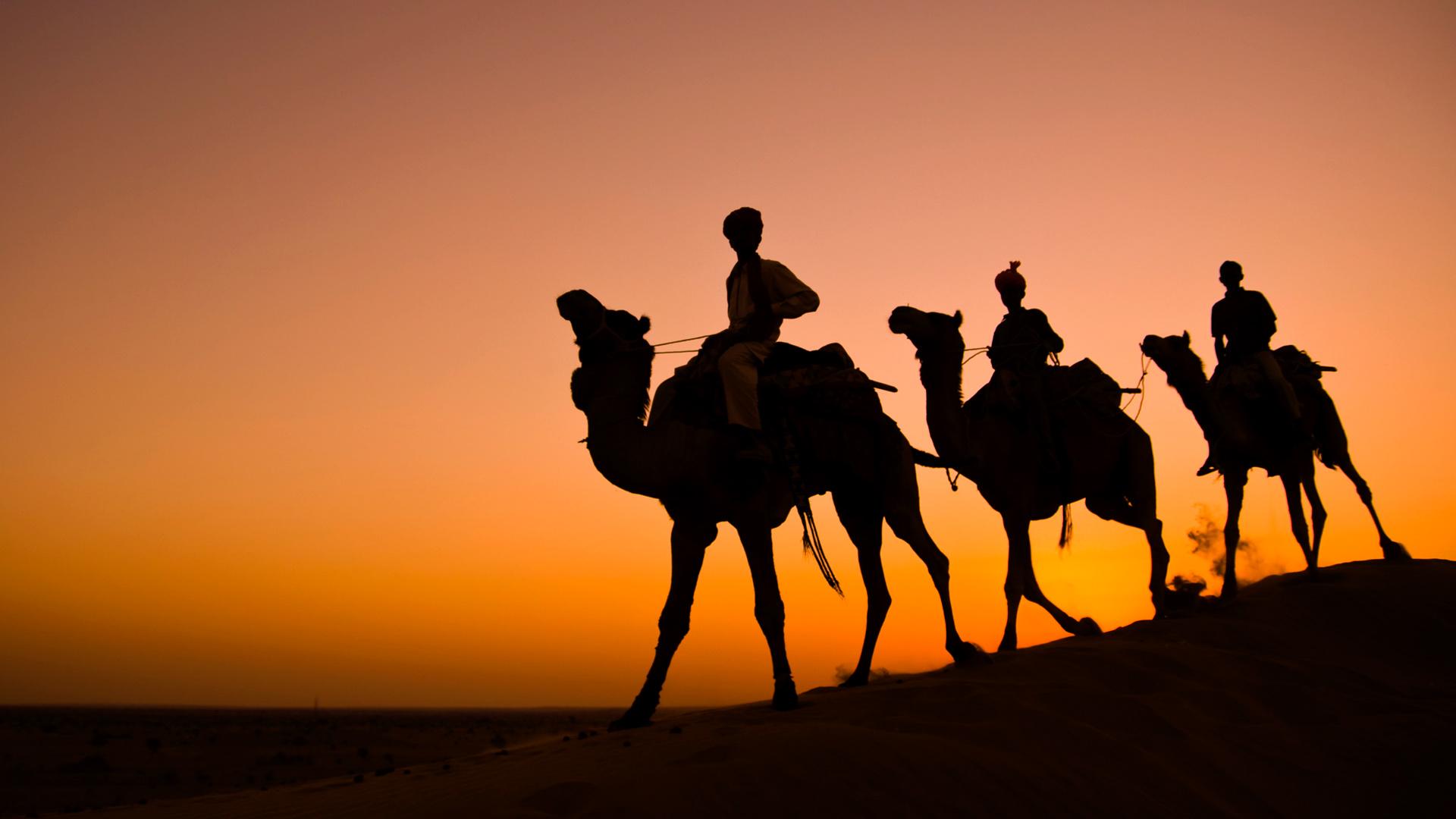 6,650 Rajasthan Camel Stock Photos, High-Res Pictures, and Images - Getty  Images