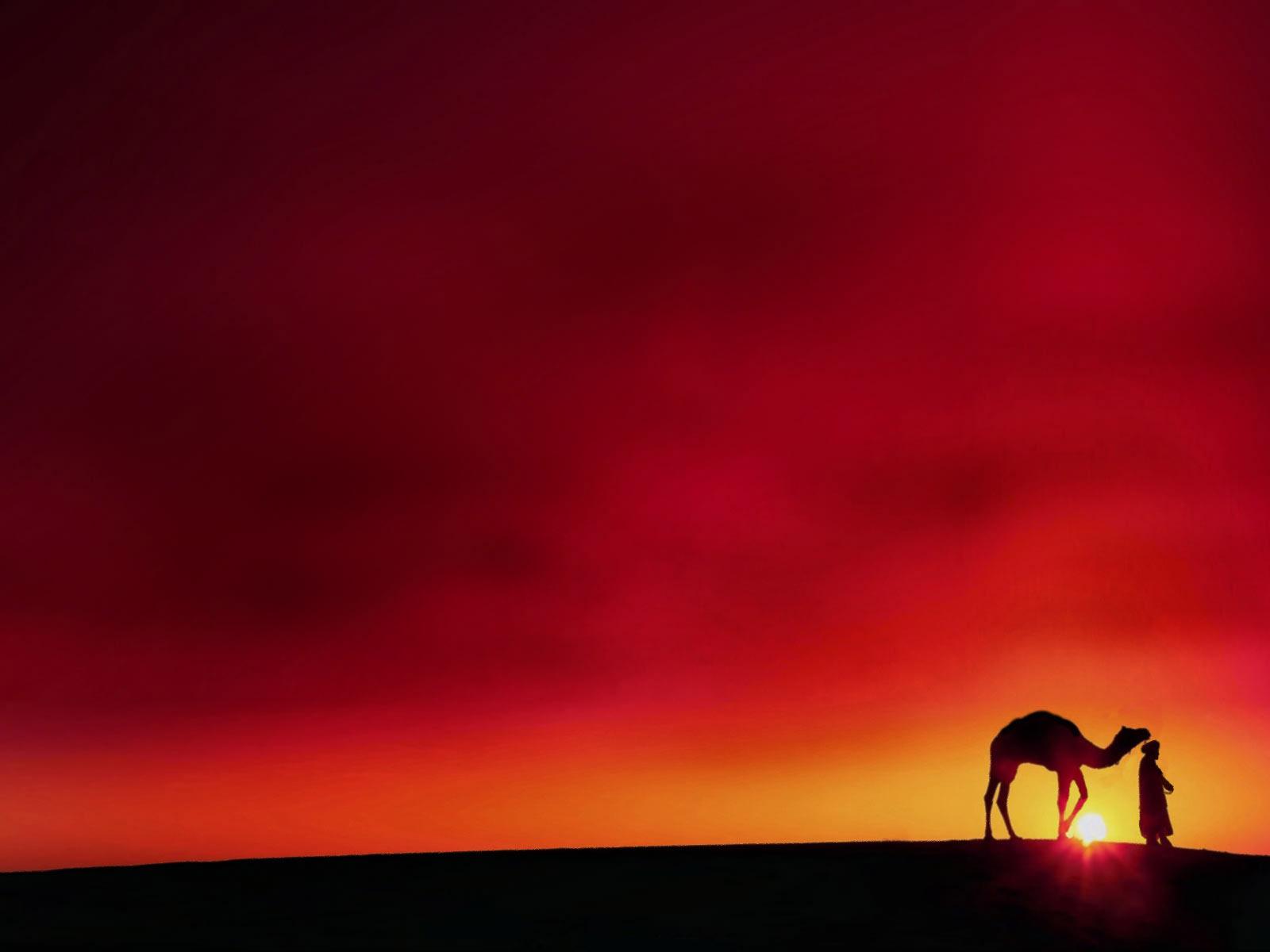 Desert Camel HD Wallpapers - Top Free Desert Camel HD Backgrounds -  WallpaperAccess
