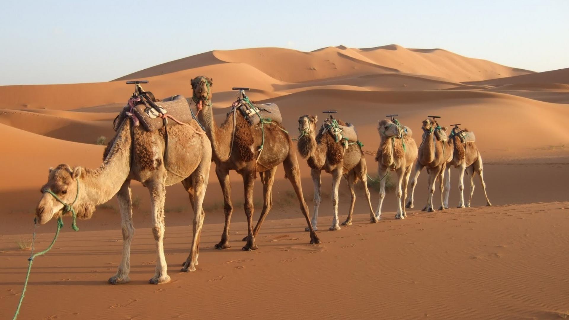 Desert camels morocco rajasthan wallpaper