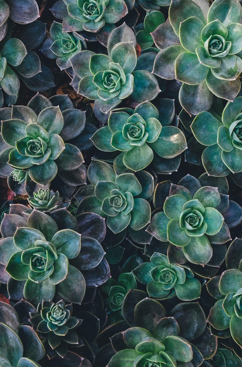 Succulent Picture. Download Free Image